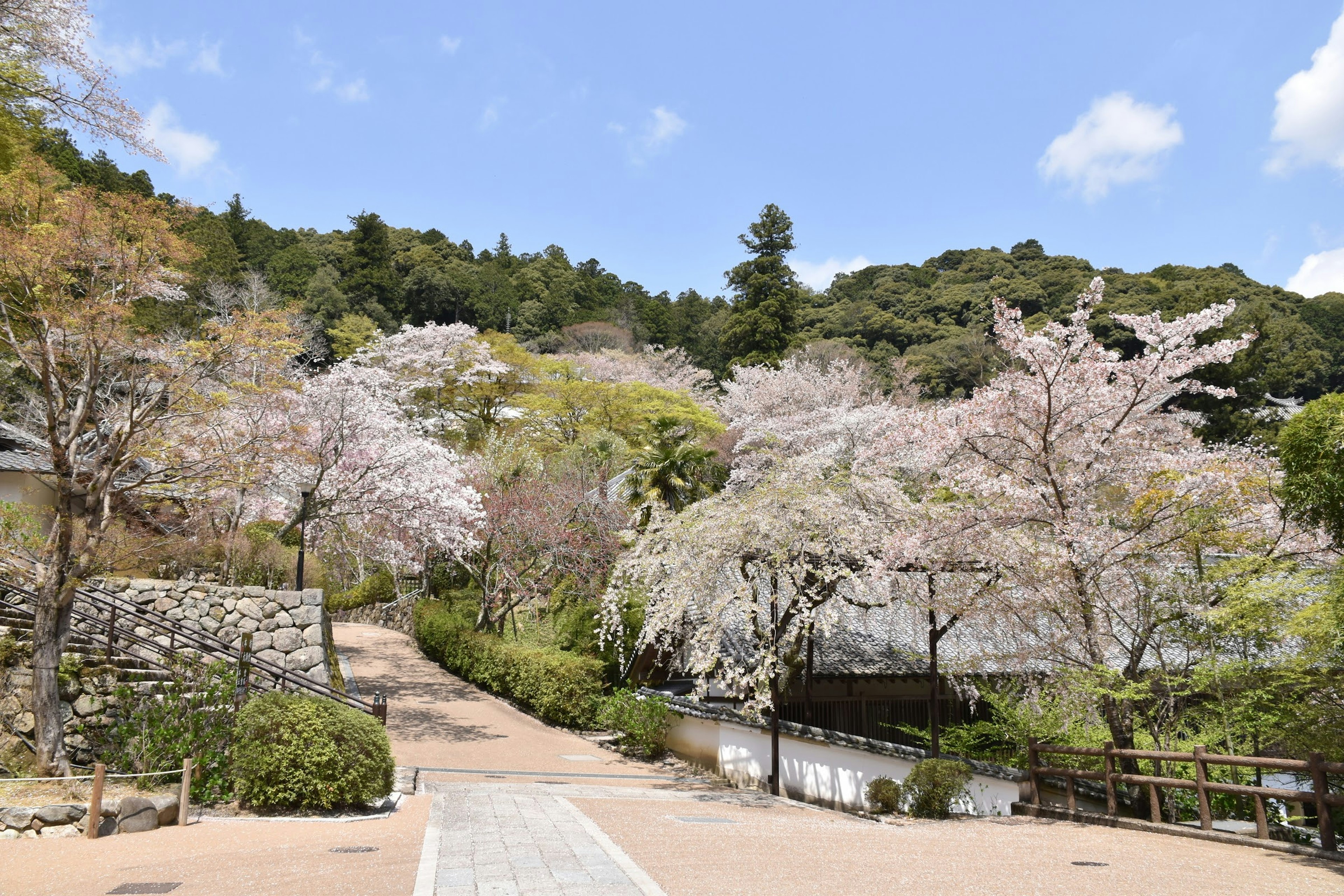 Vue pittoresque d'un parc avec des cerisiers en fleurs