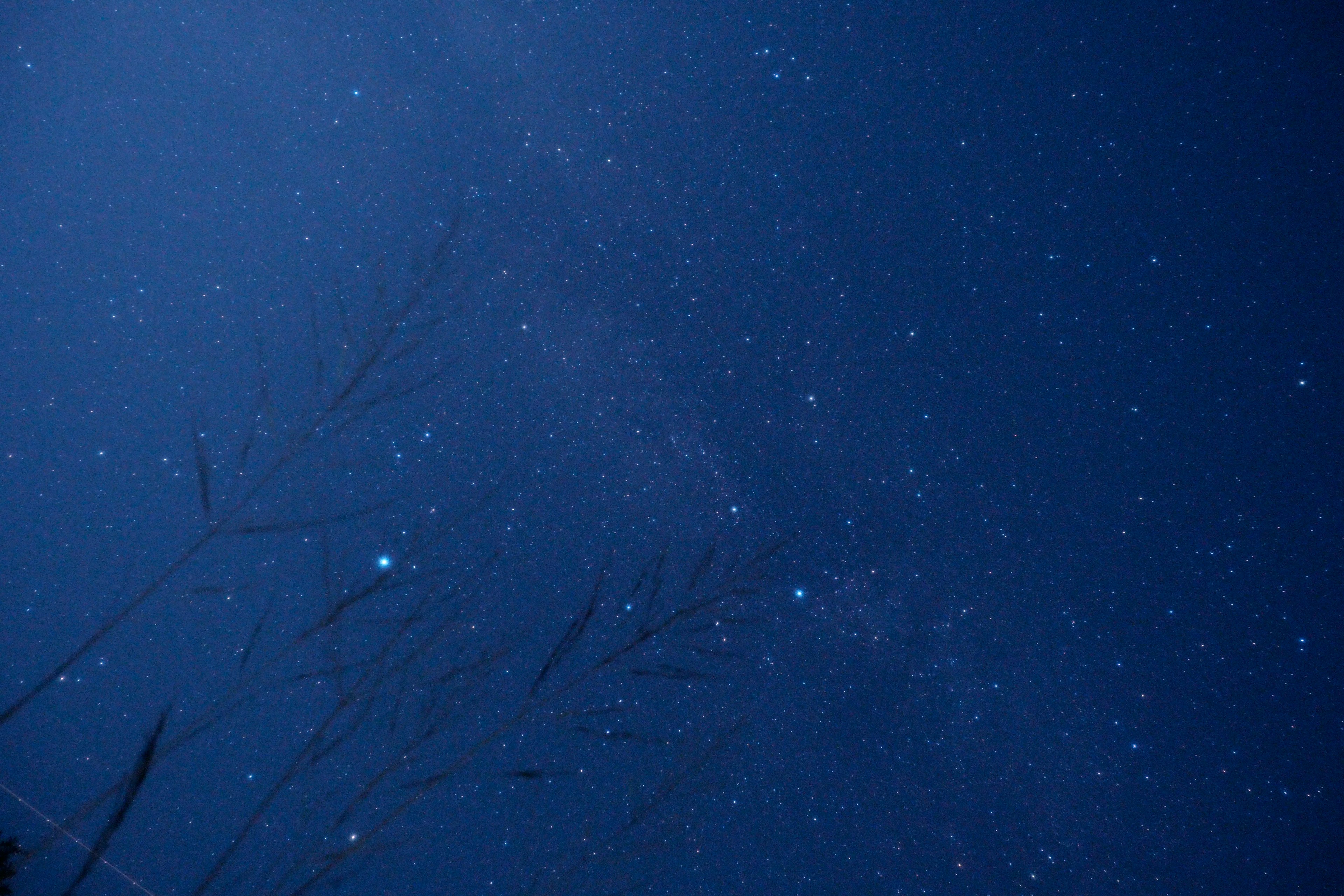 Cielo nocturno lleno de estrellas y siluetas de hierba