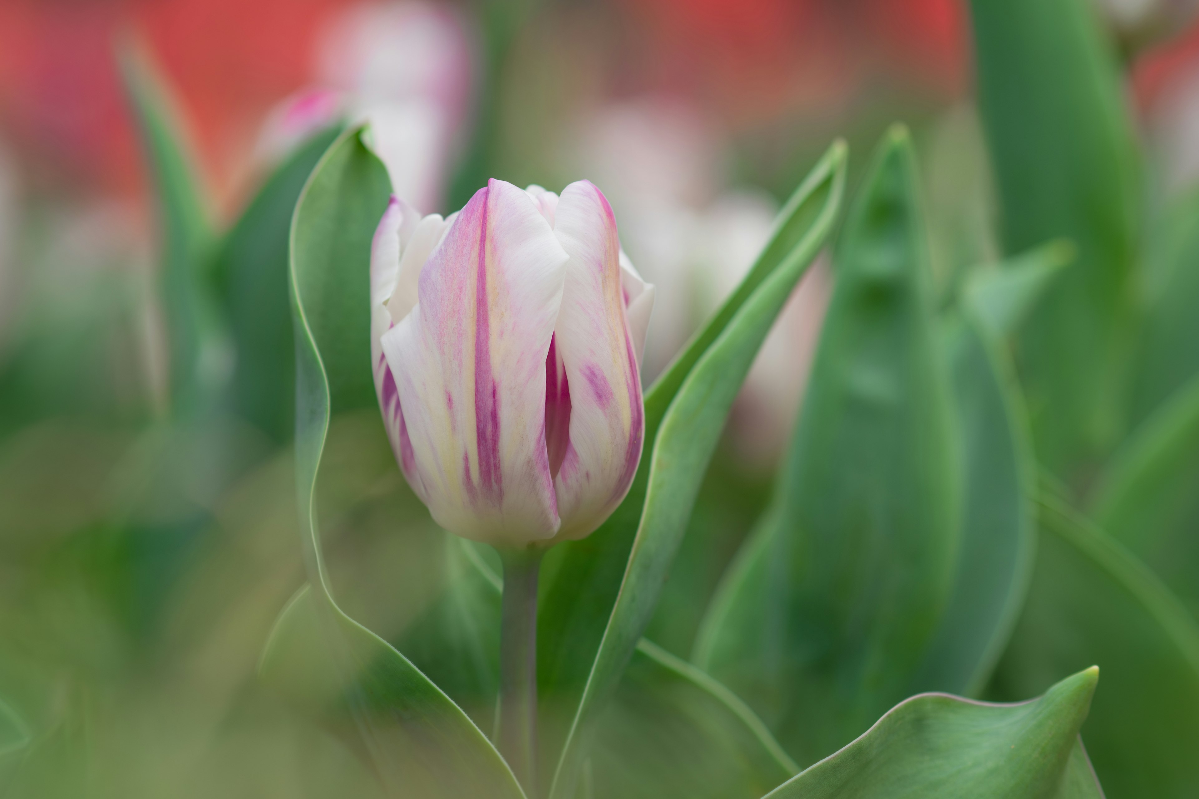 Un fiore di tulipano striato rosa e bianco