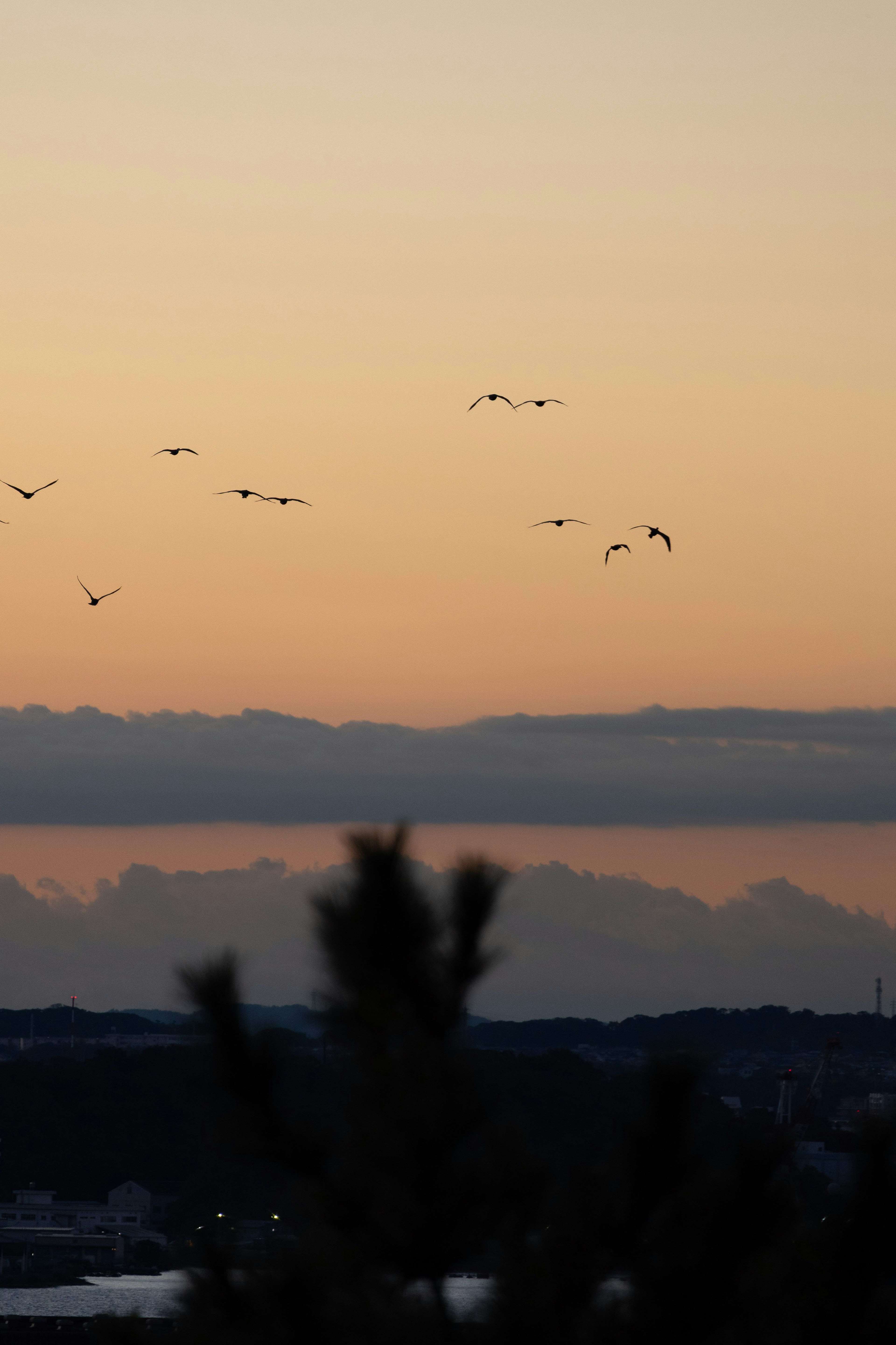 夕焼けの空に飛ぶ鳥たちとシルエットの木