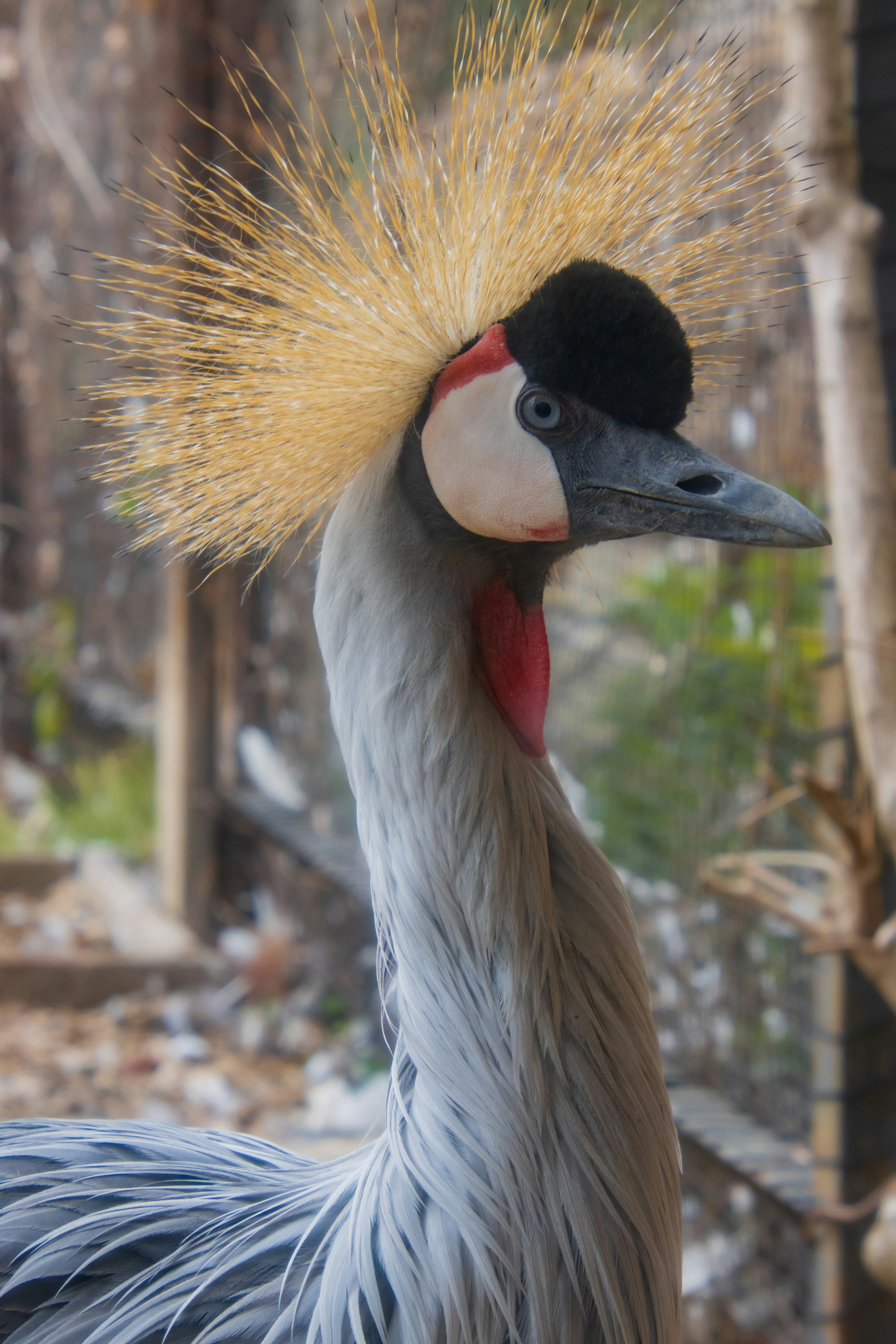 Gros plan d'une grue avec des plumes de couronne dorées frappantes