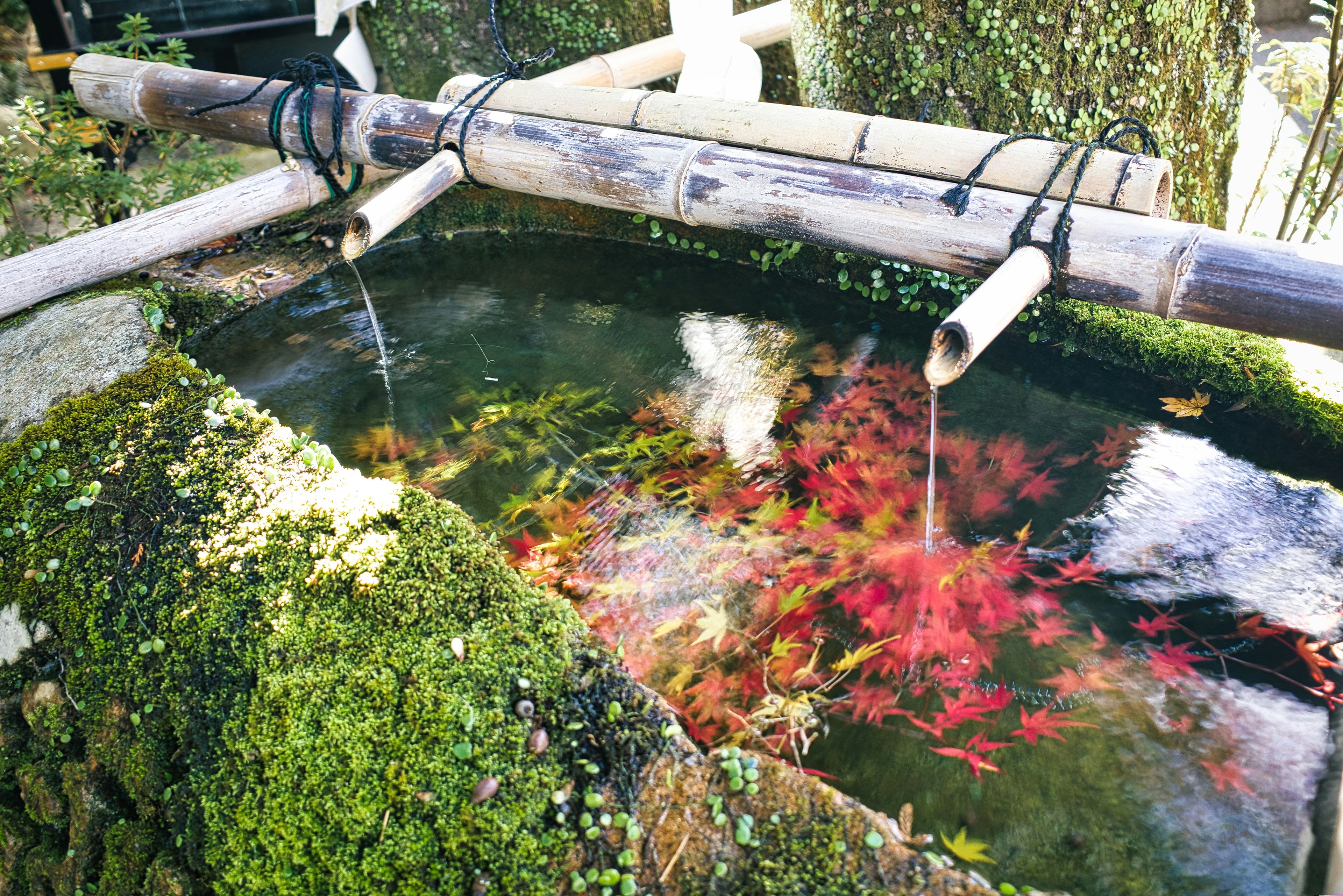 A tranquil pond with colorful autumn leaves floating and bamboo water spouts