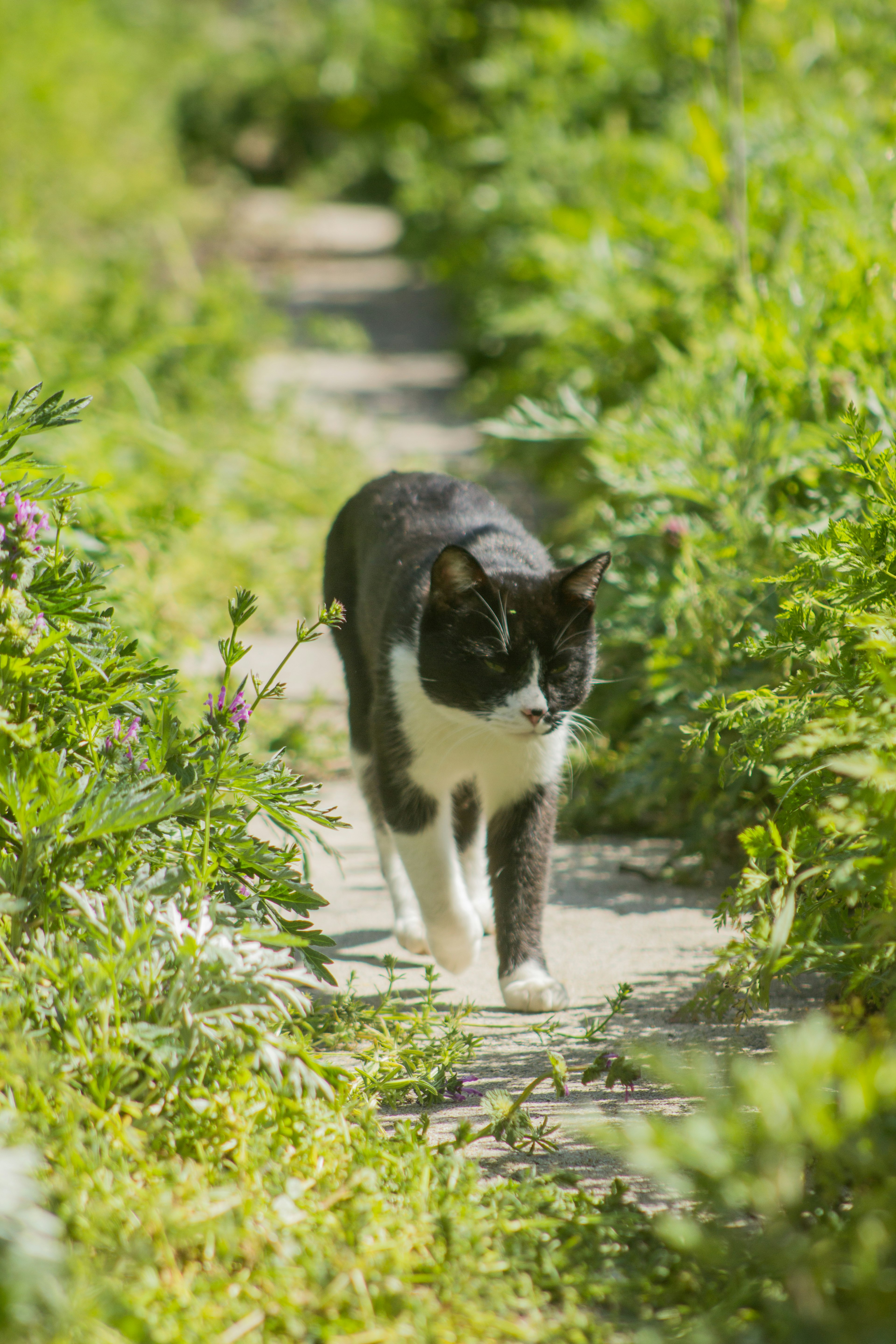 黒と白の猫が緑の道を歩いている