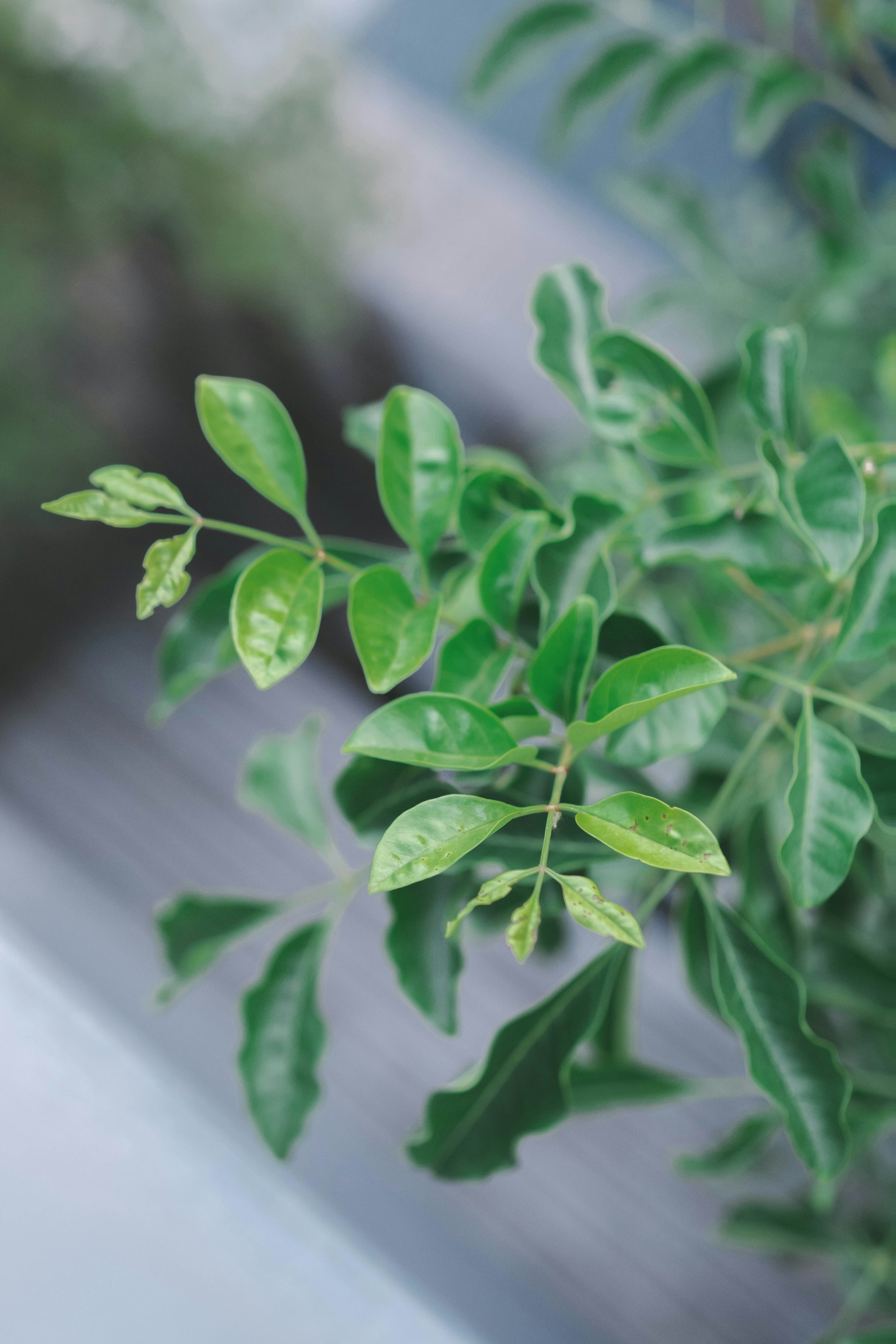 緑の葉が生い茂る植物のクローズアップ