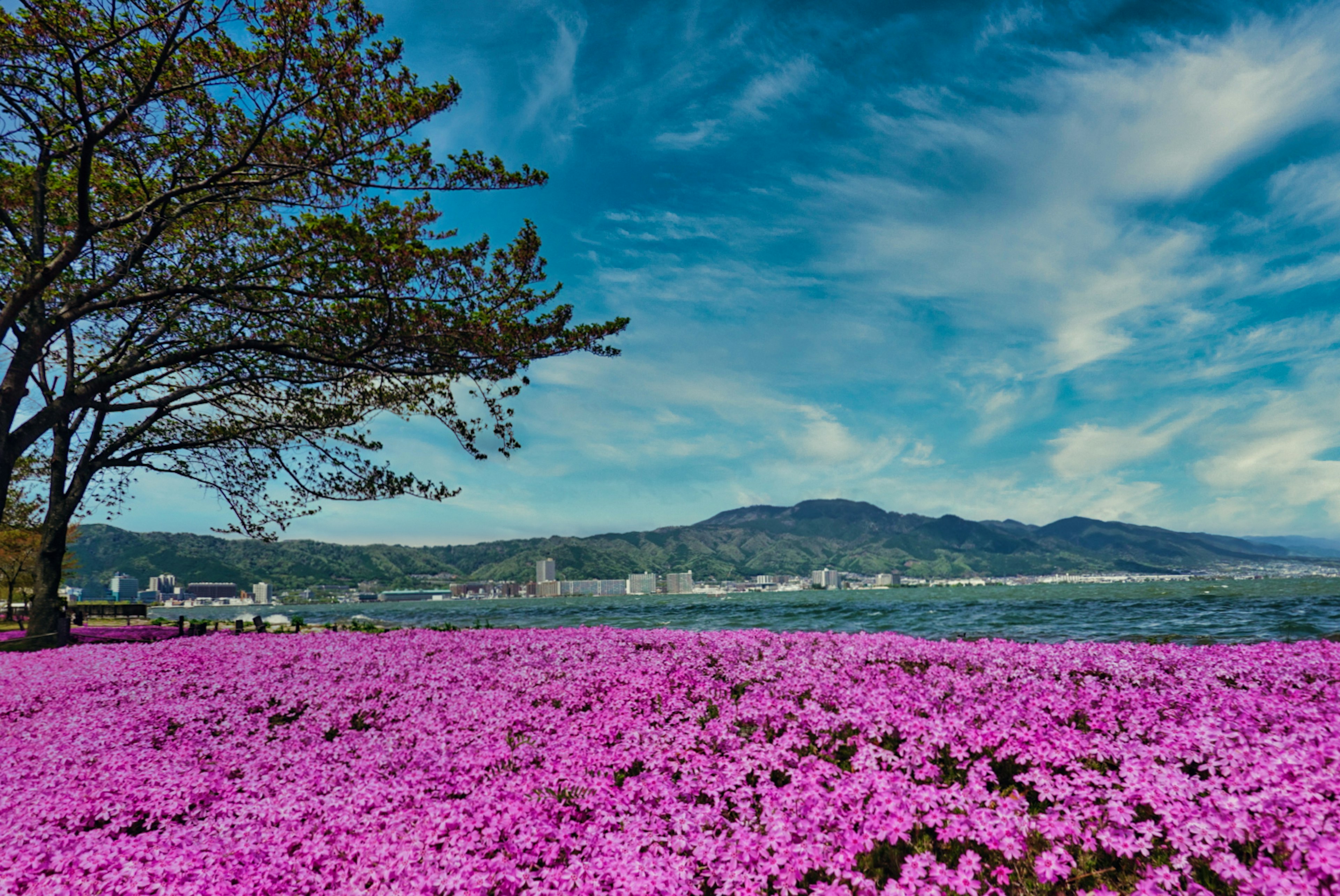 美しい紫色の花が咲く風景と青い空