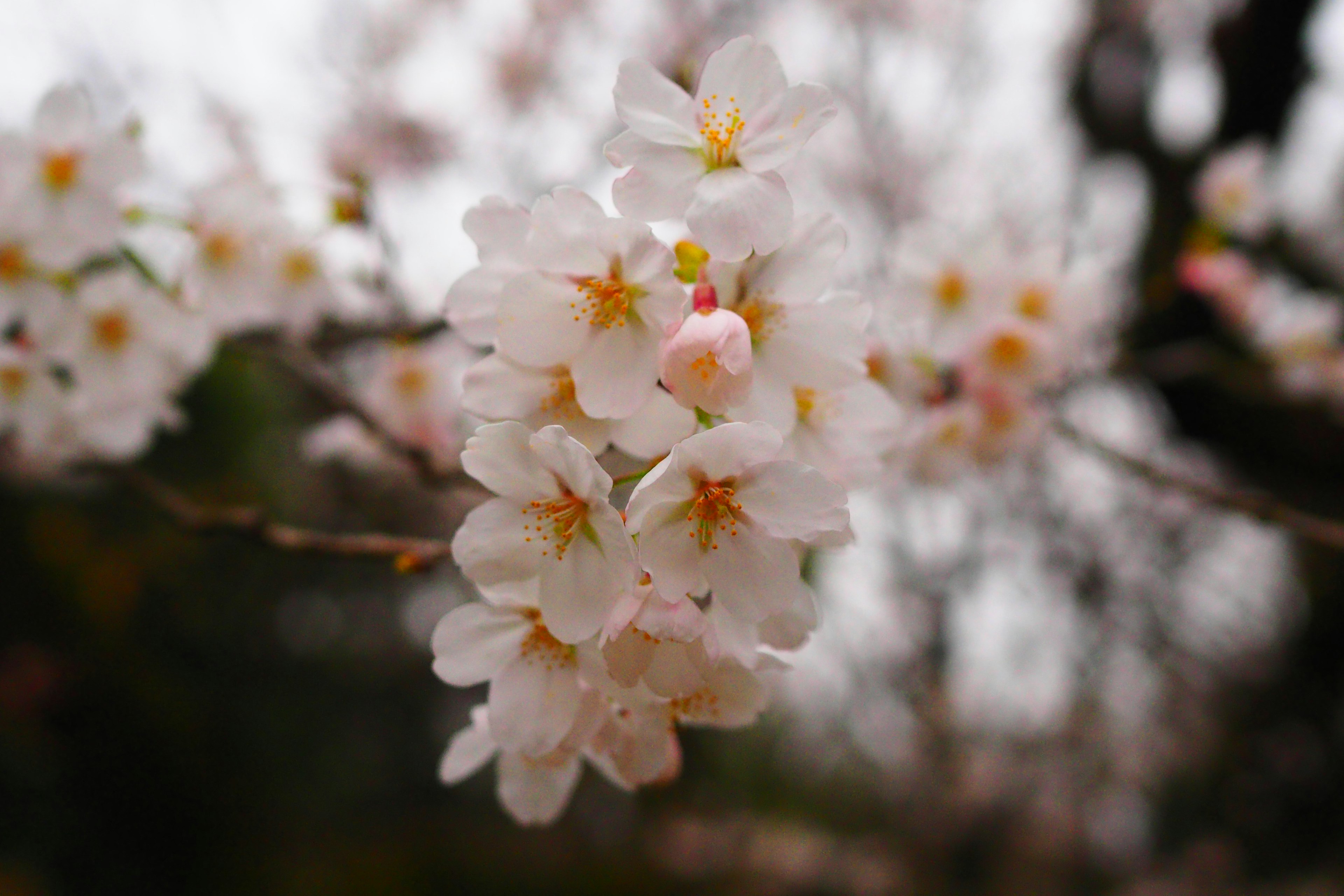 Primo piano di fiori di ciliegio su un ramo