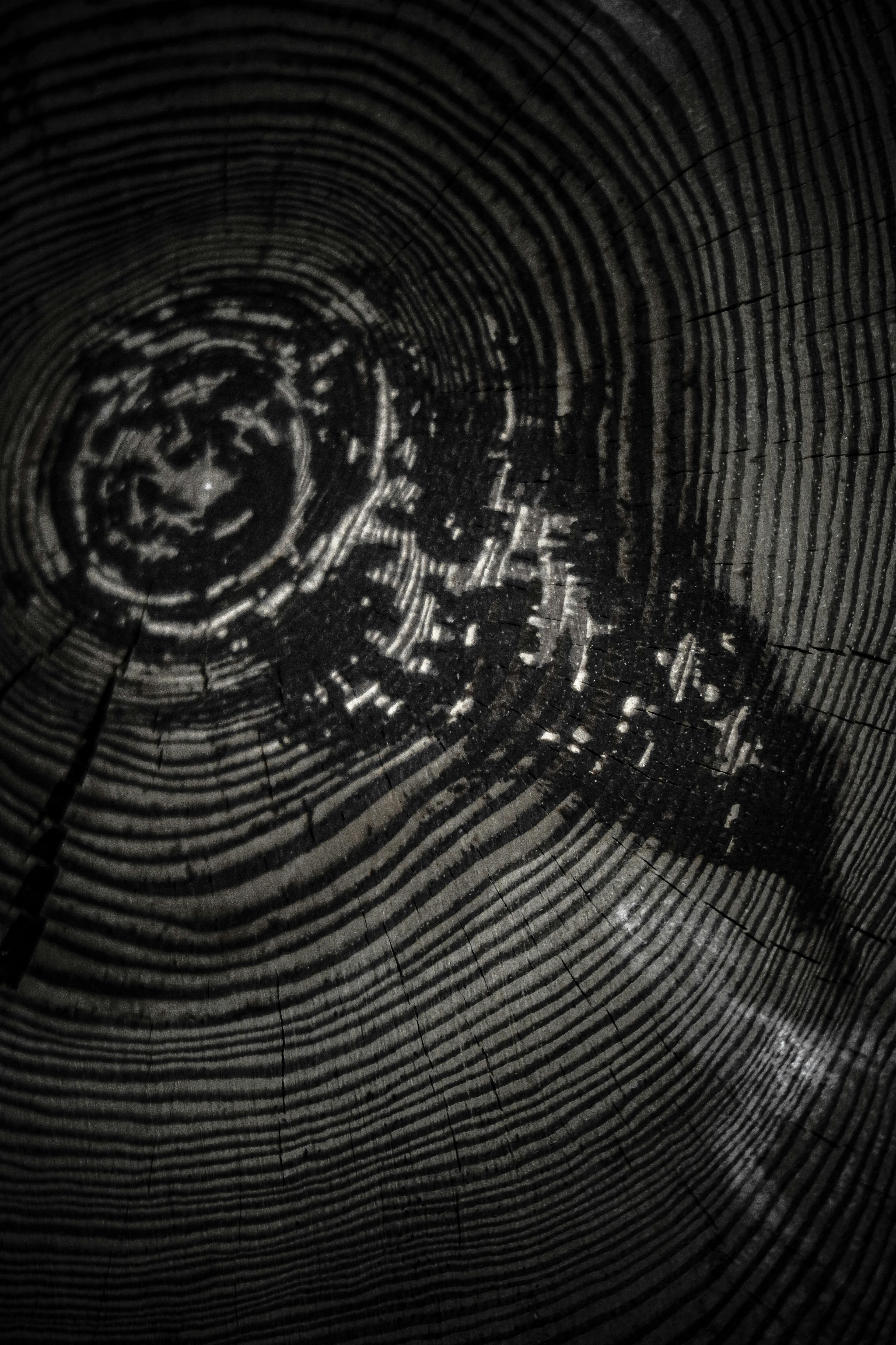 Detailed patterns of tree rings with light reflections