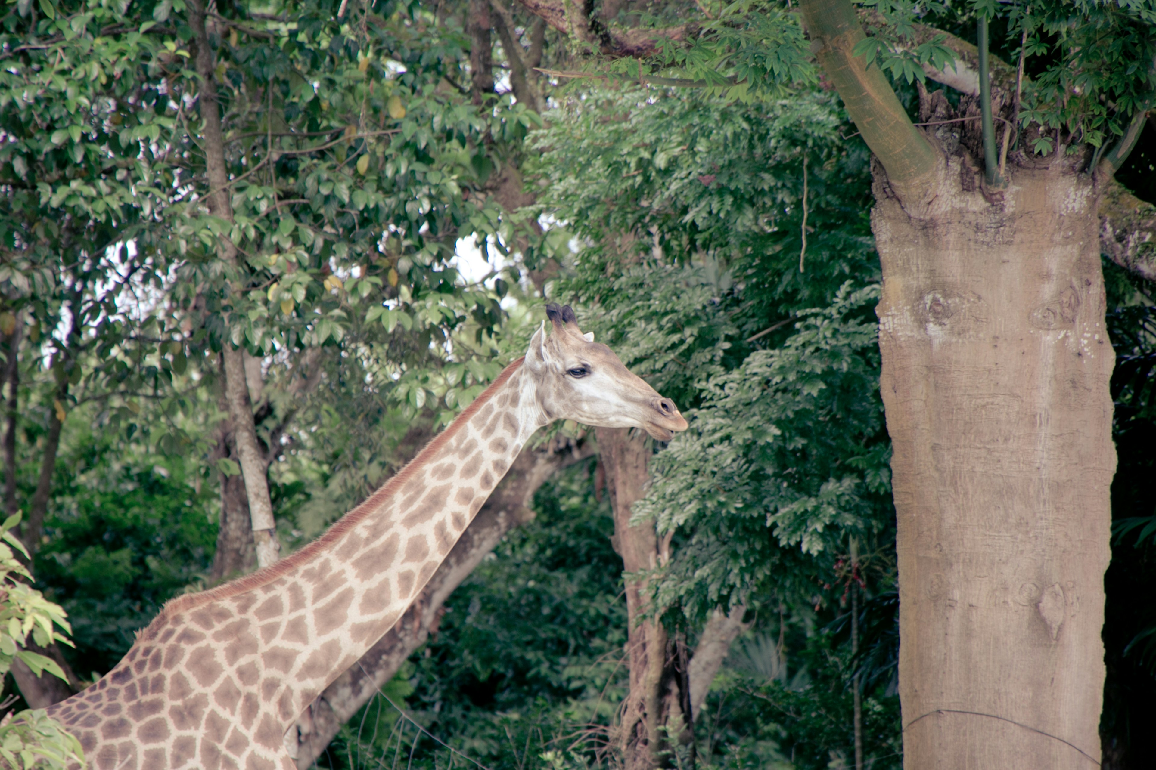 Giraffe's neck and head among trees