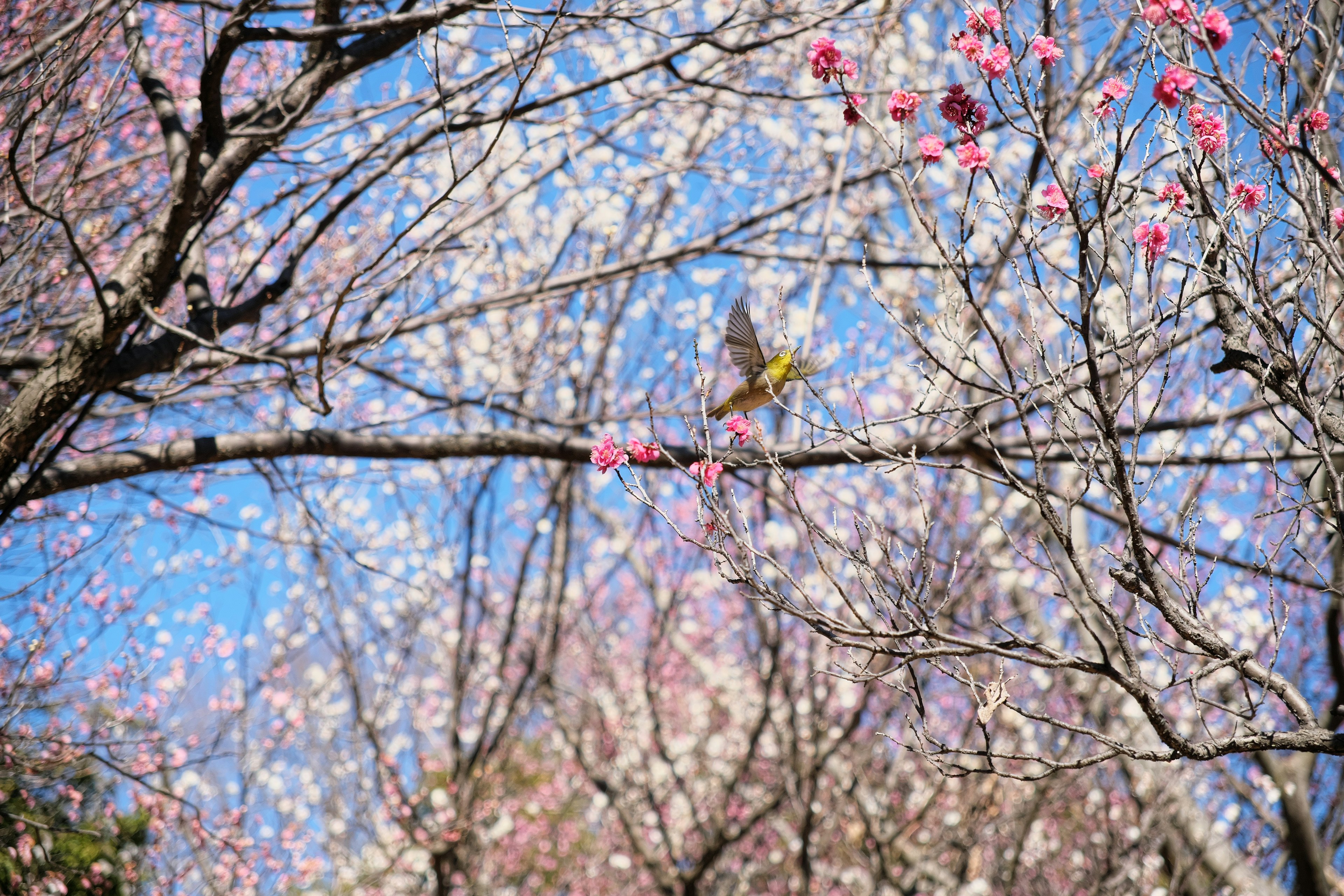 Fiori di ciliegio che sbocciano sotto un cielo blu con un piccolo uccello su un ramo