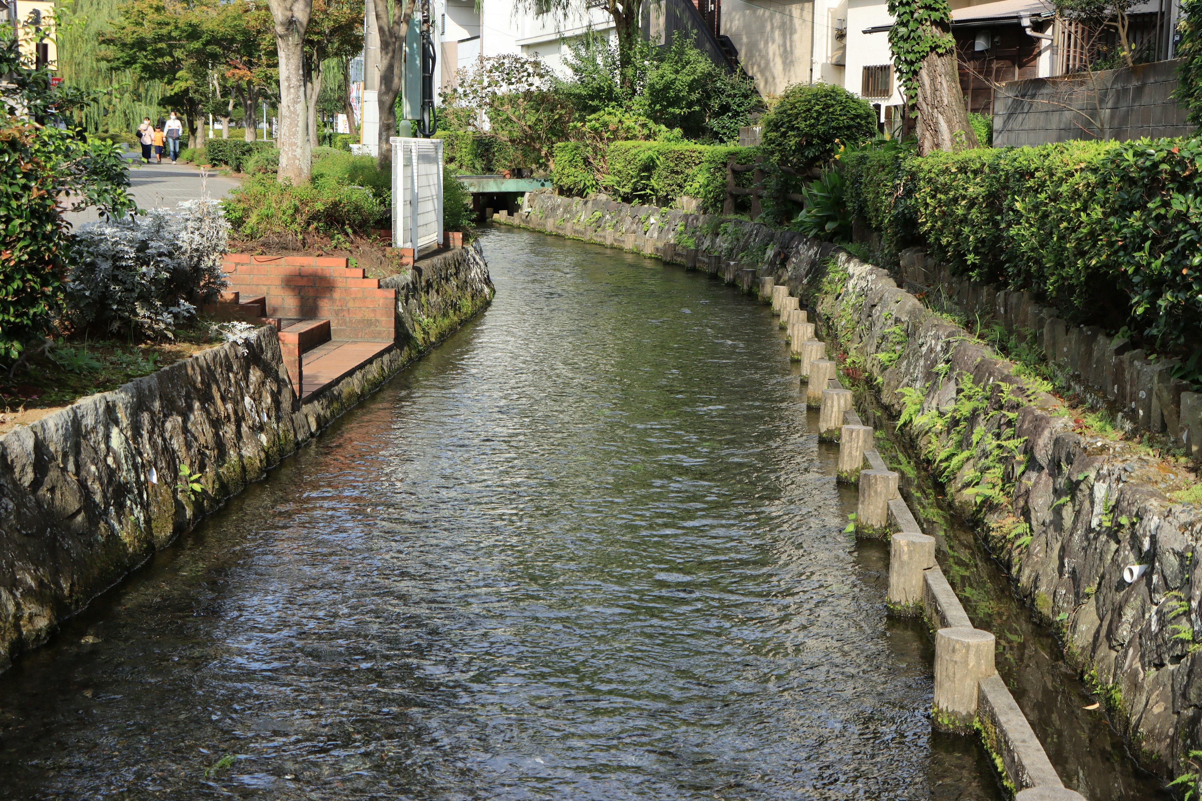 Ein ruhiger Fluss, der von üppigem Grün umgeben ist