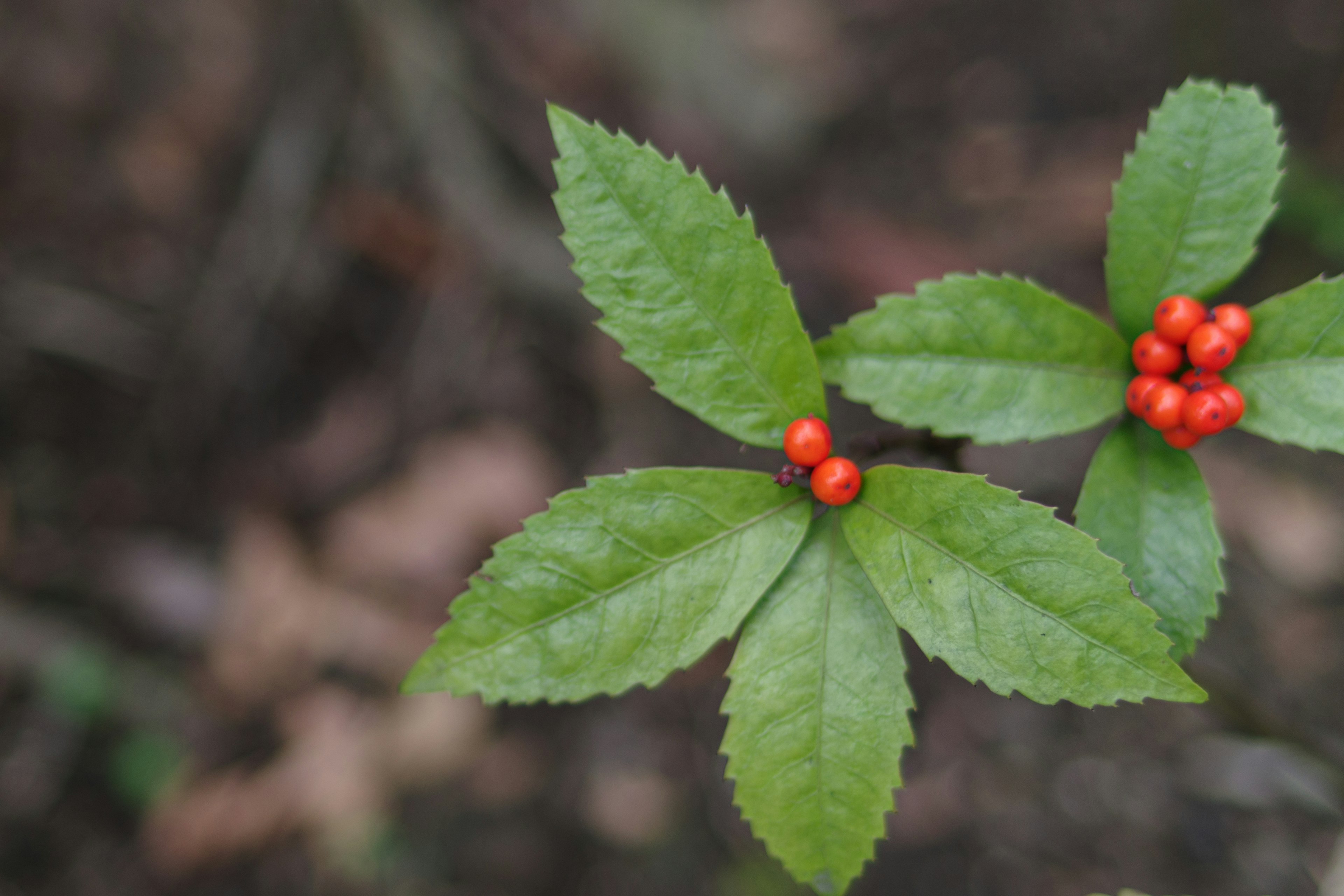 緑の葉と赤い実が特徴的な植物のクローズアップ