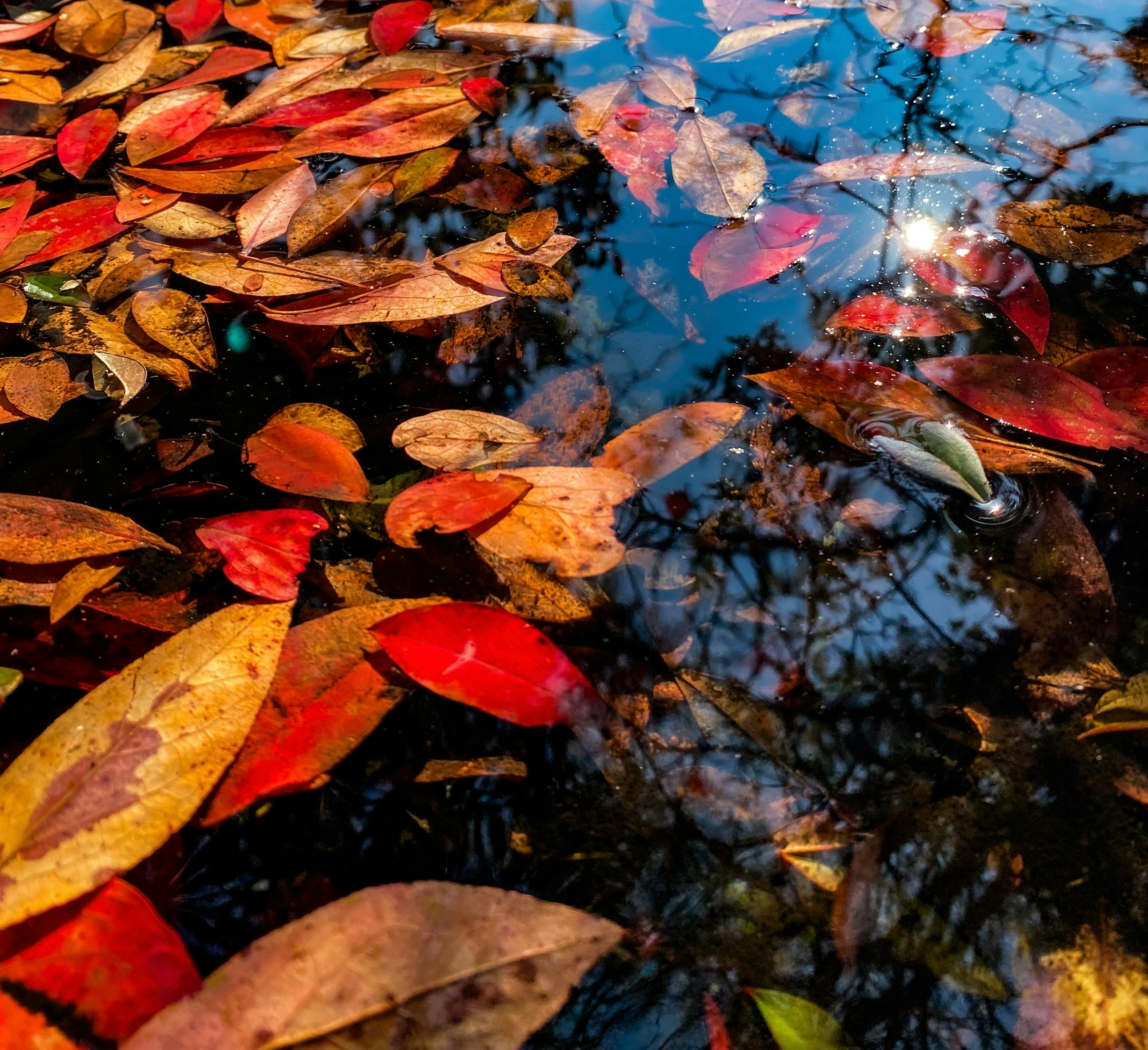 Colorful autumn leaves floating on water with reflections