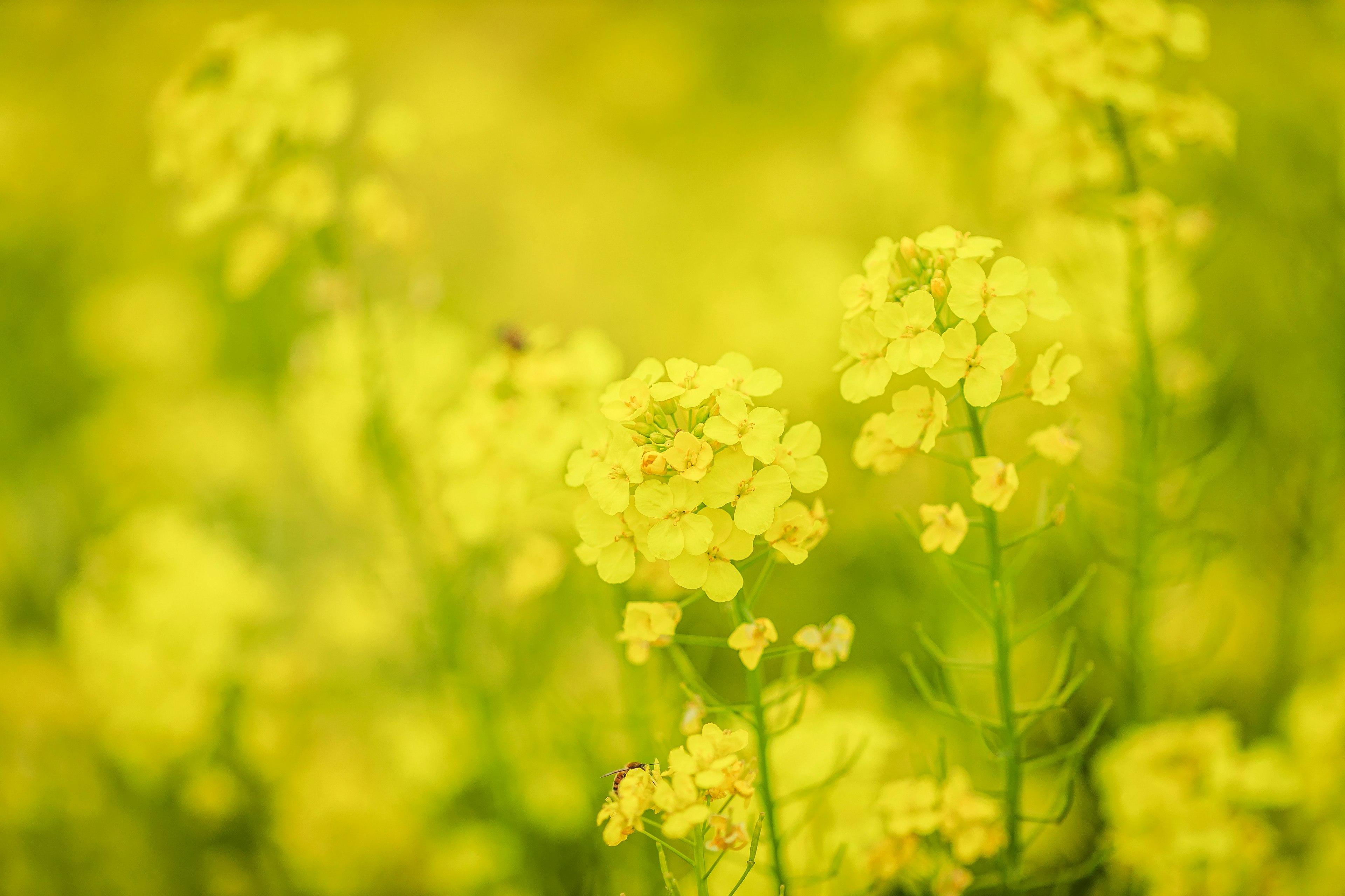 Immagine sfocata di piante fiorite gialle in un campo