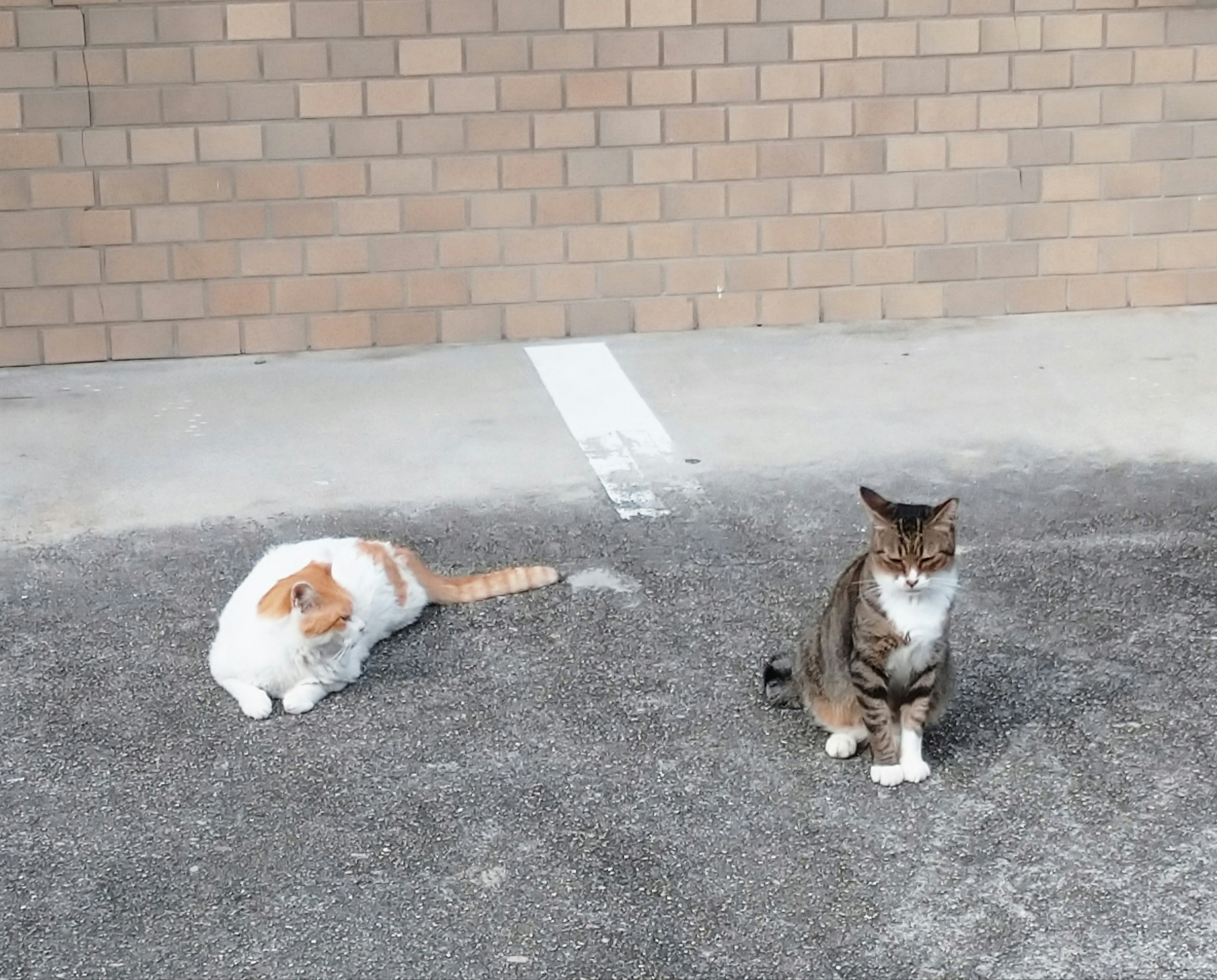 Due gatti in un parcheggio Un gatto bianco e un gatto marrone e nero