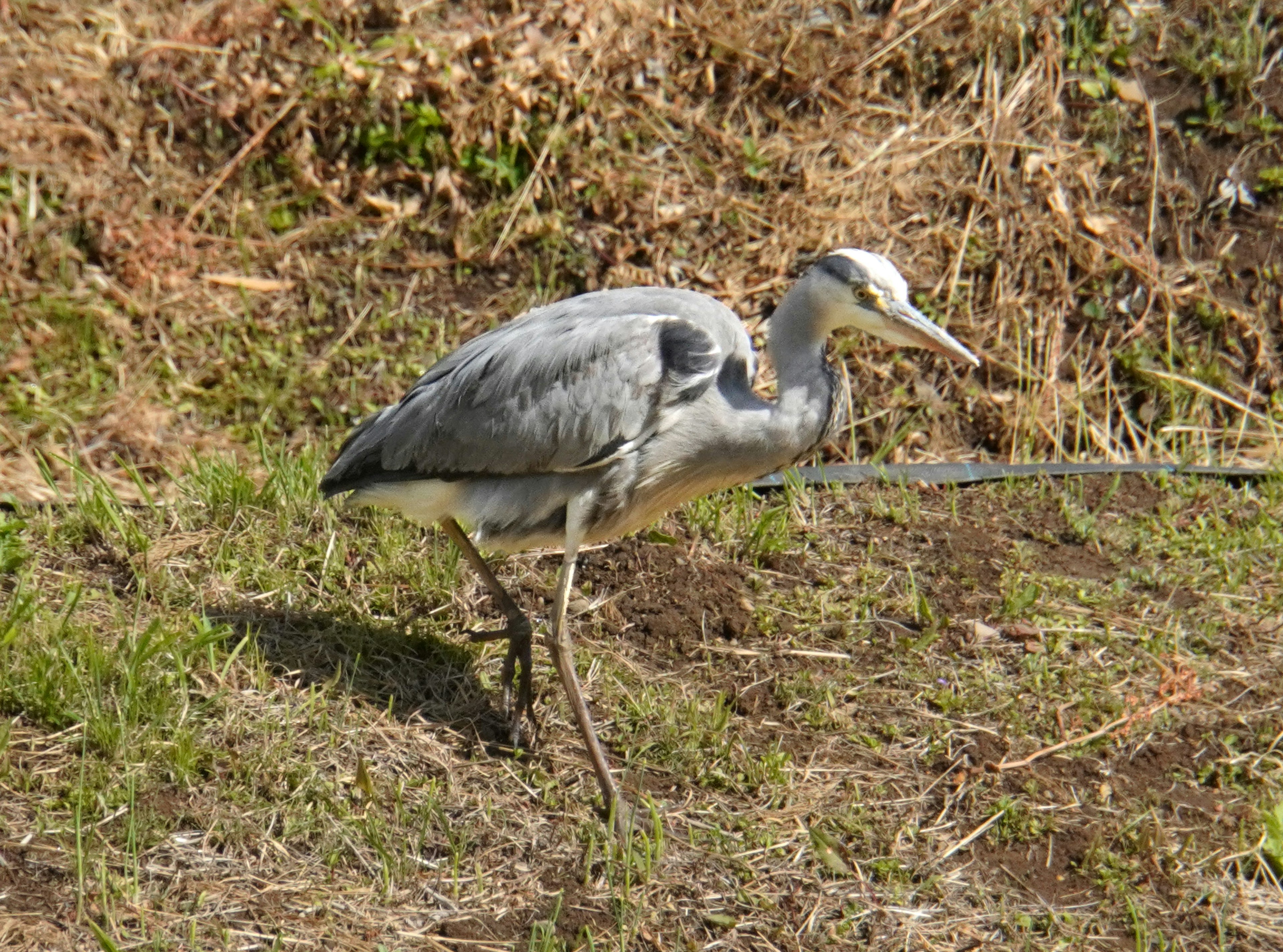 Ein Reiher, der über grasige Flächen mit blauer Färbung geht