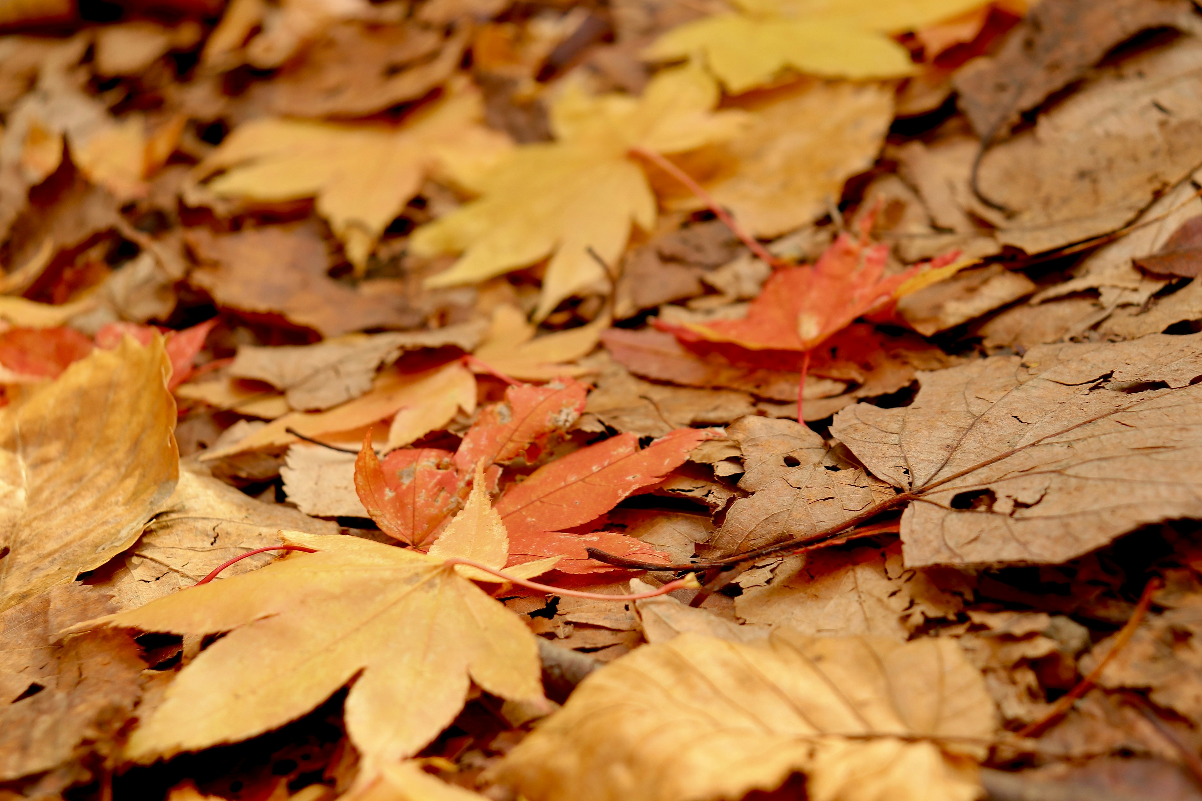 Bunte Herbstblätter, die auf dem Boden verstreut sind