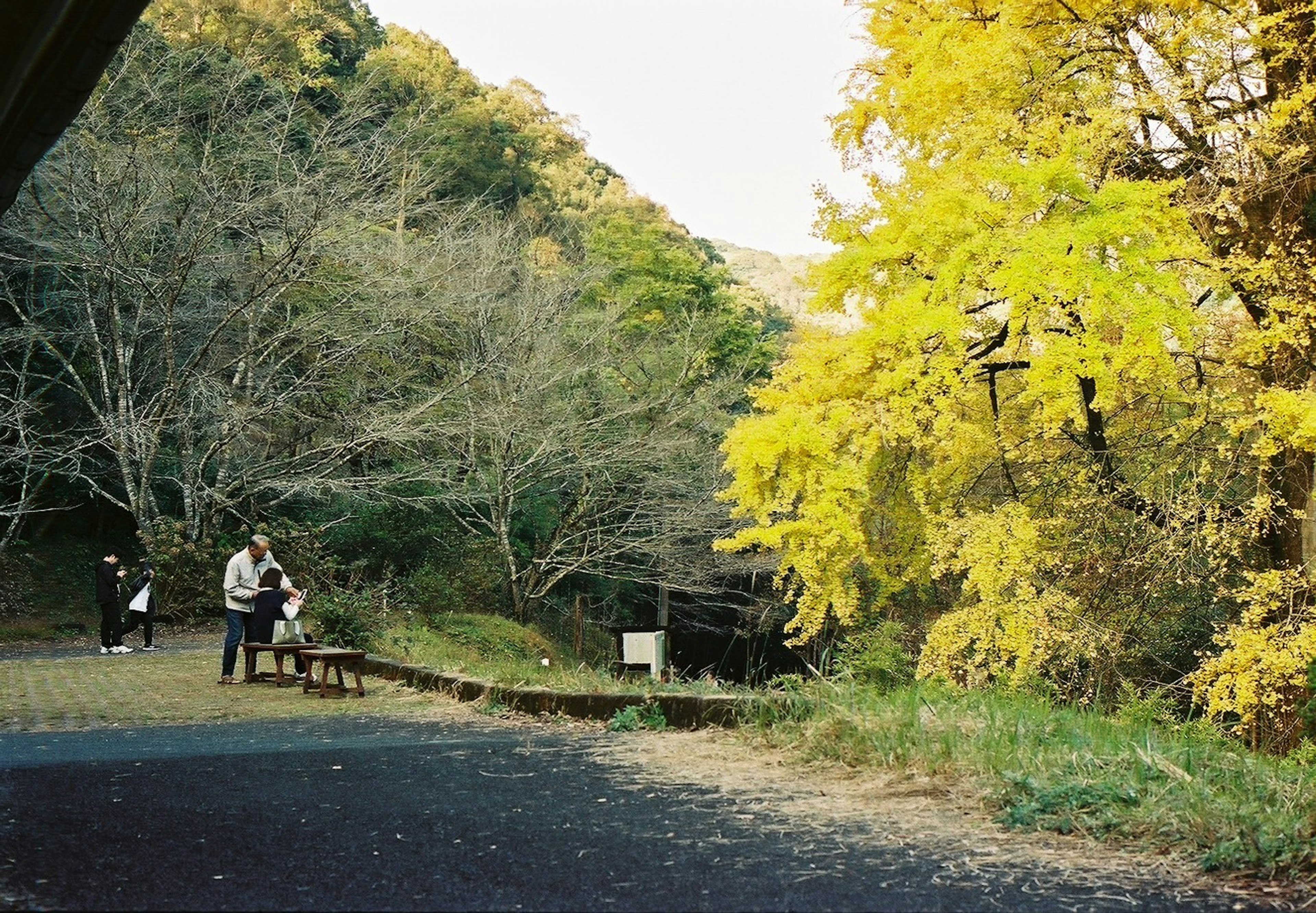 秋の風景に黄色い木と人々が写る