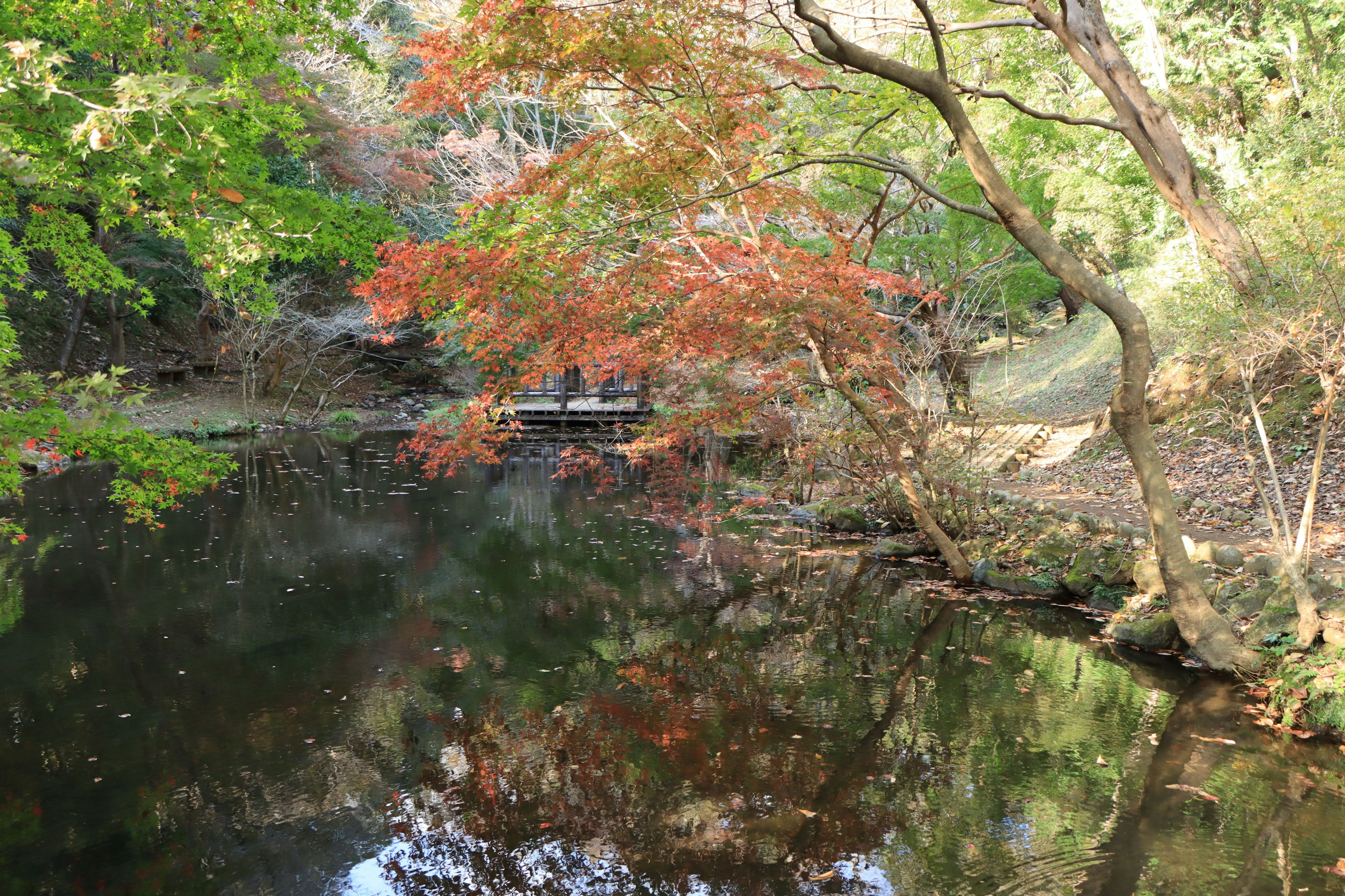 Ruhiger Teich, der lebhaftes Herbstlaub spiegelt