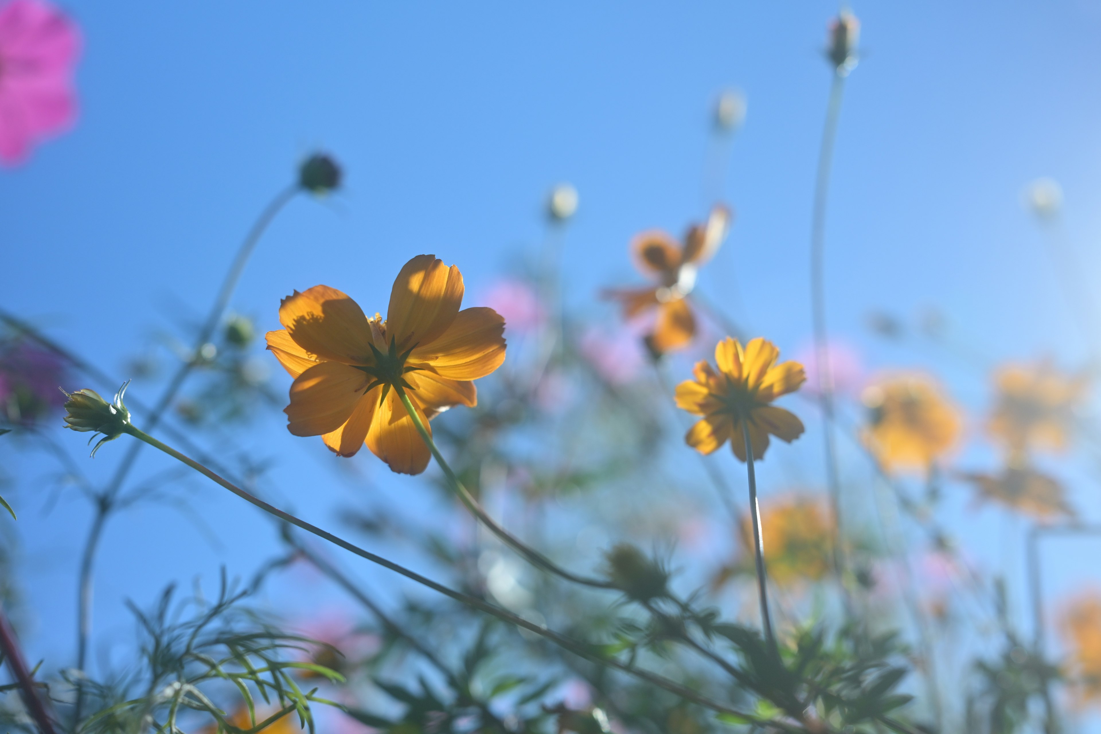 青空の下で咲く黄色い花とピンクの花の群れ