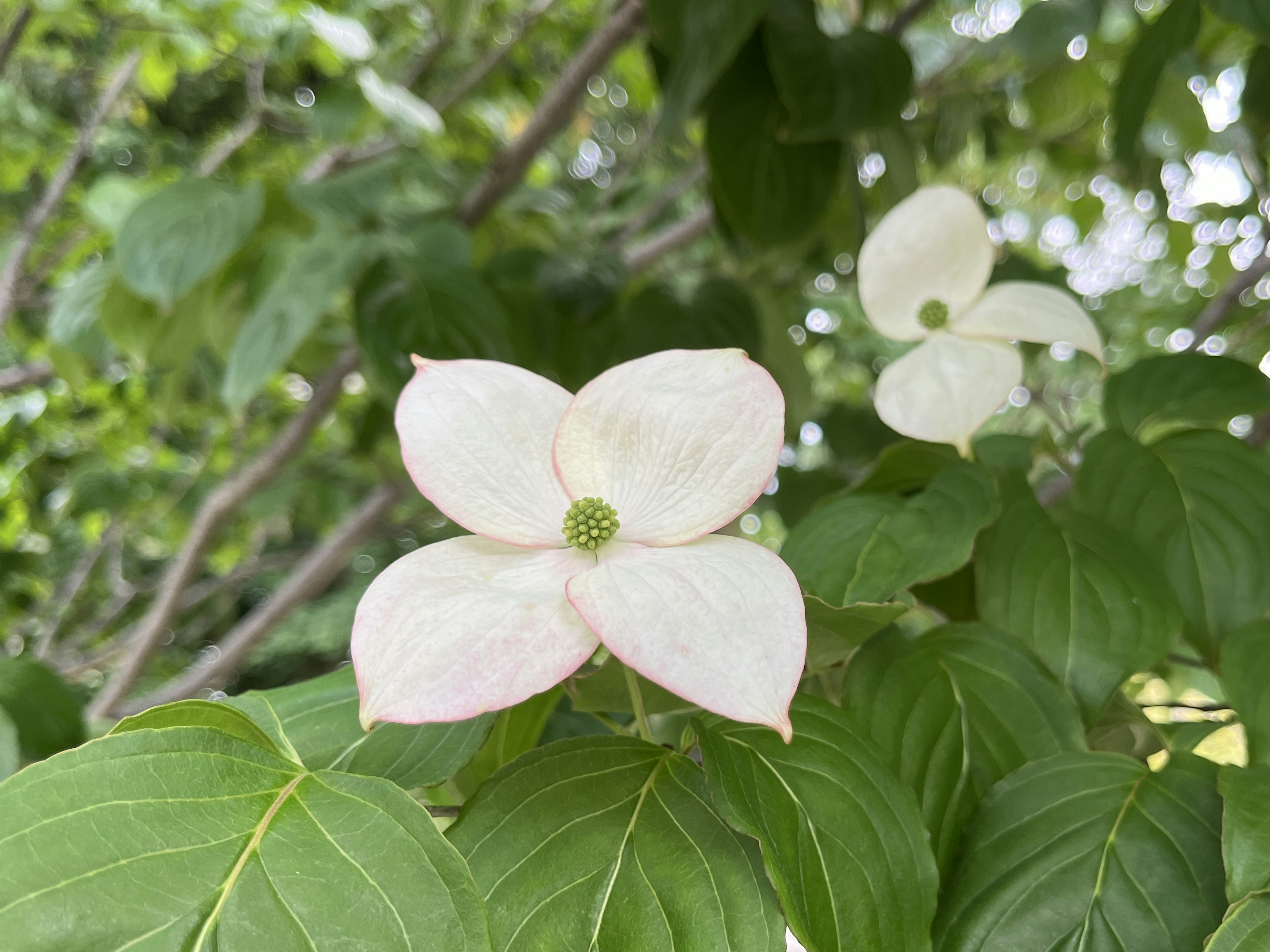 白い花と緑の葉の近くの木