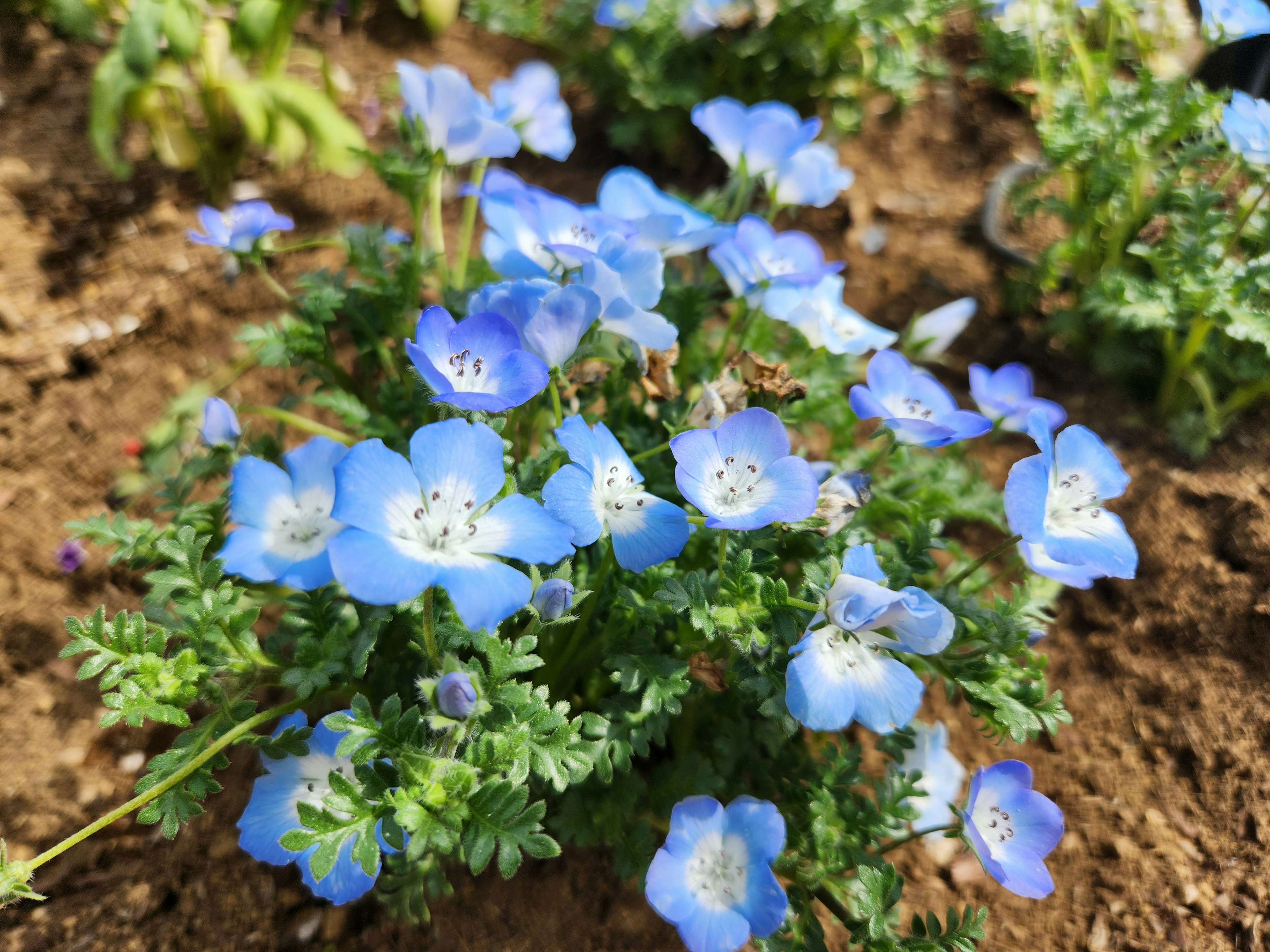 小さな青い花が密集して咲いている風景