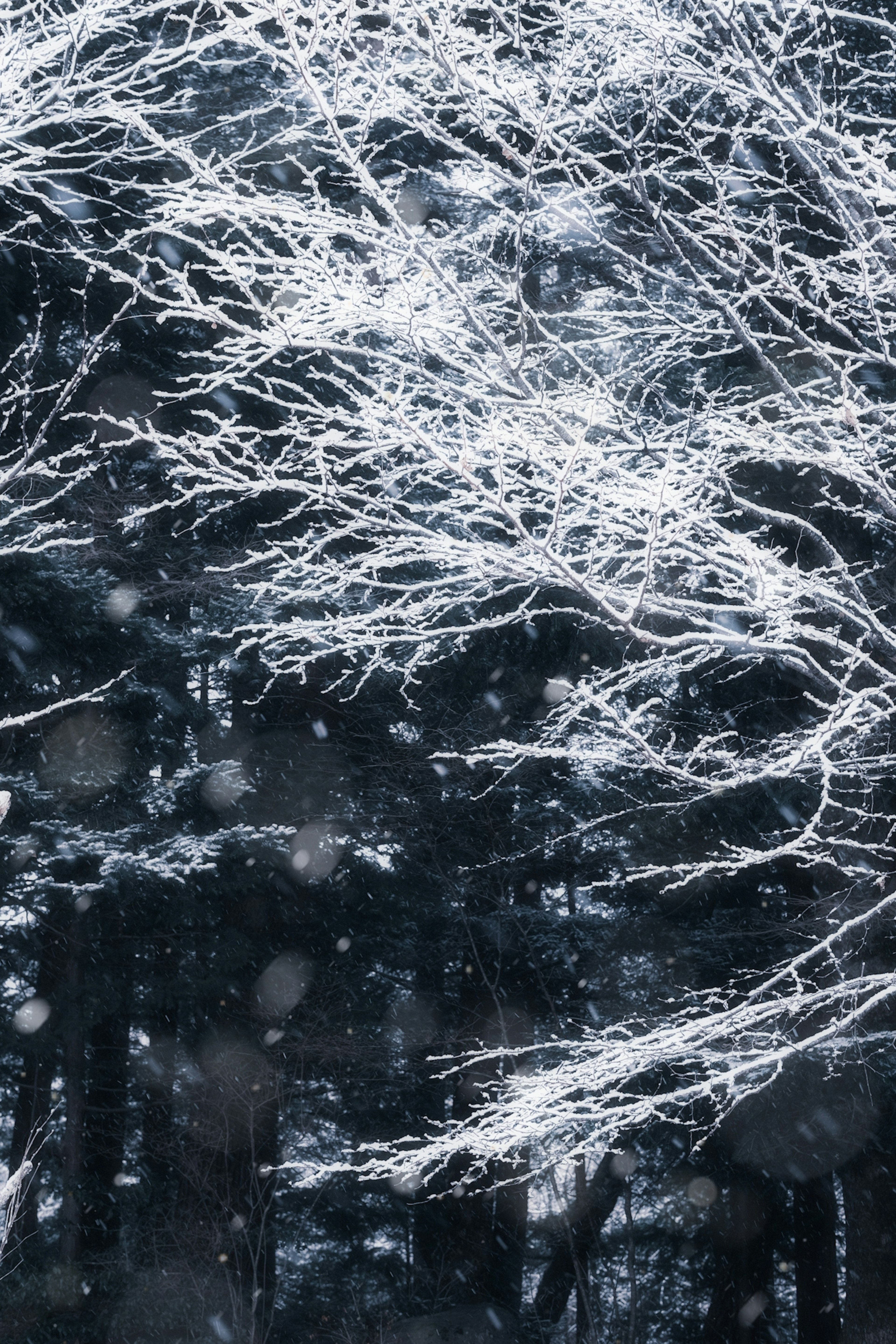 Snow-covered tree branches against a dark background