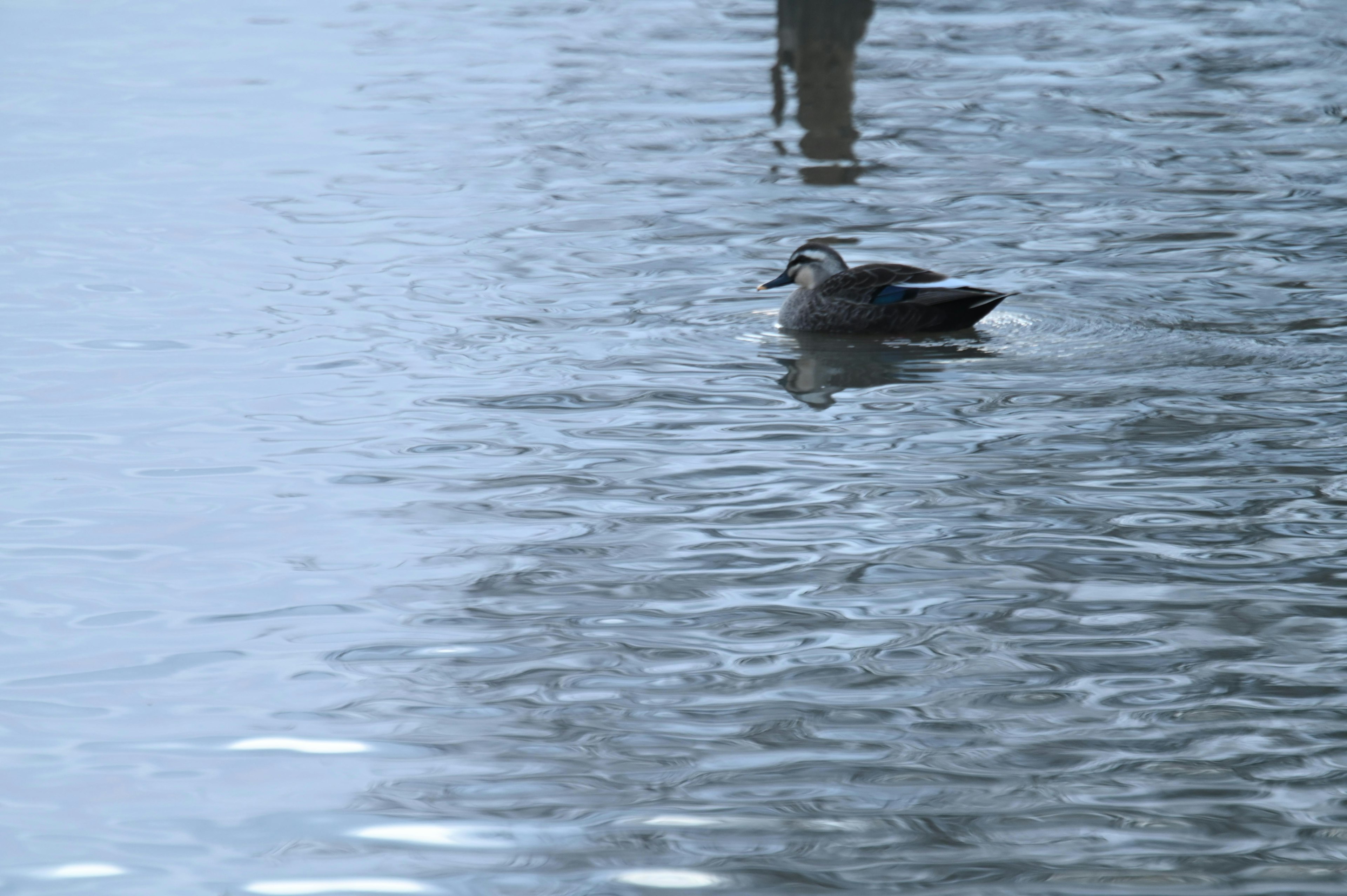 Un pato nadando en una superficie de agua tranquila con reflejos