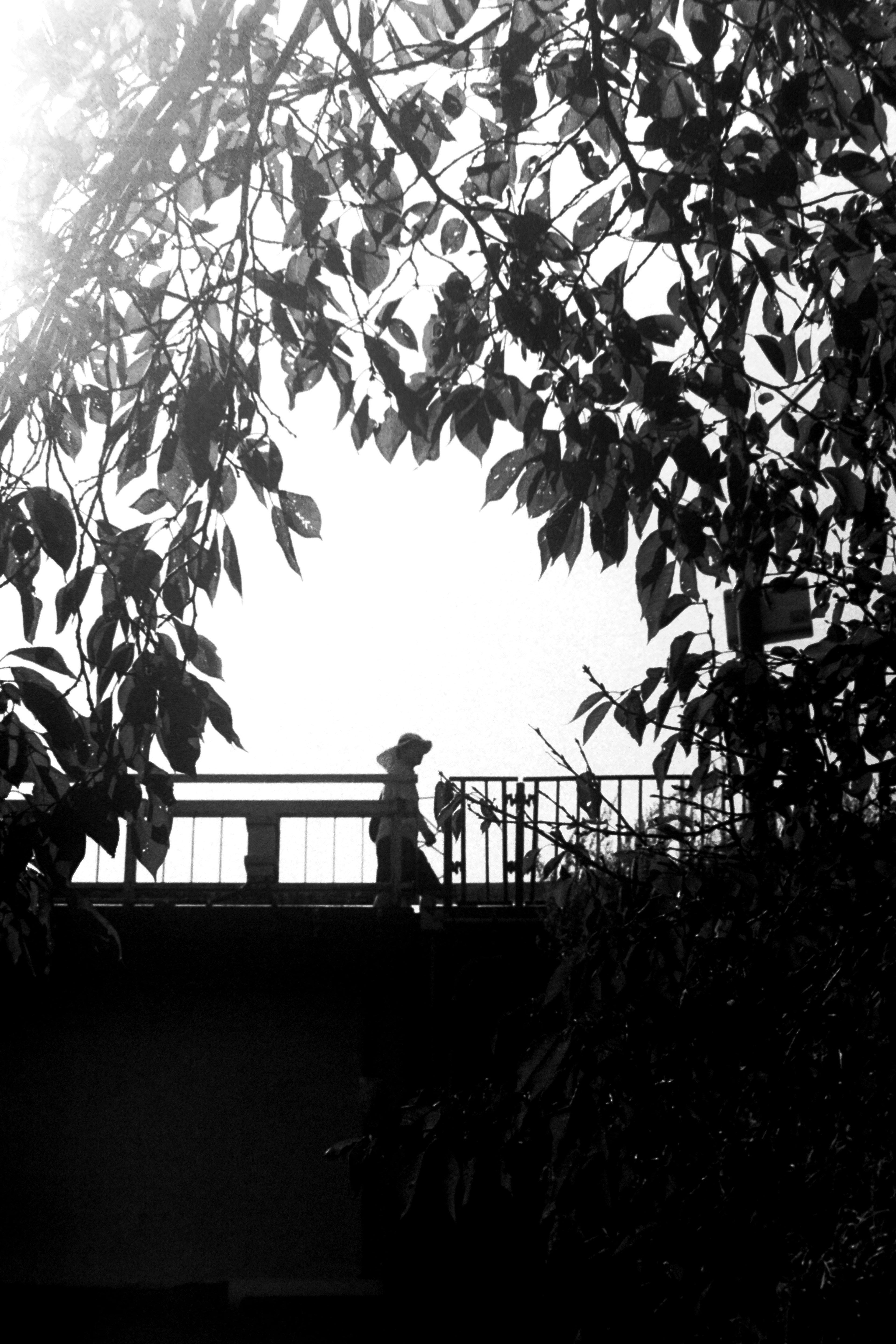 Silueta de una persona caminando sobre un puente enmarcada por ramas frondosas en contraste en blanco y negro