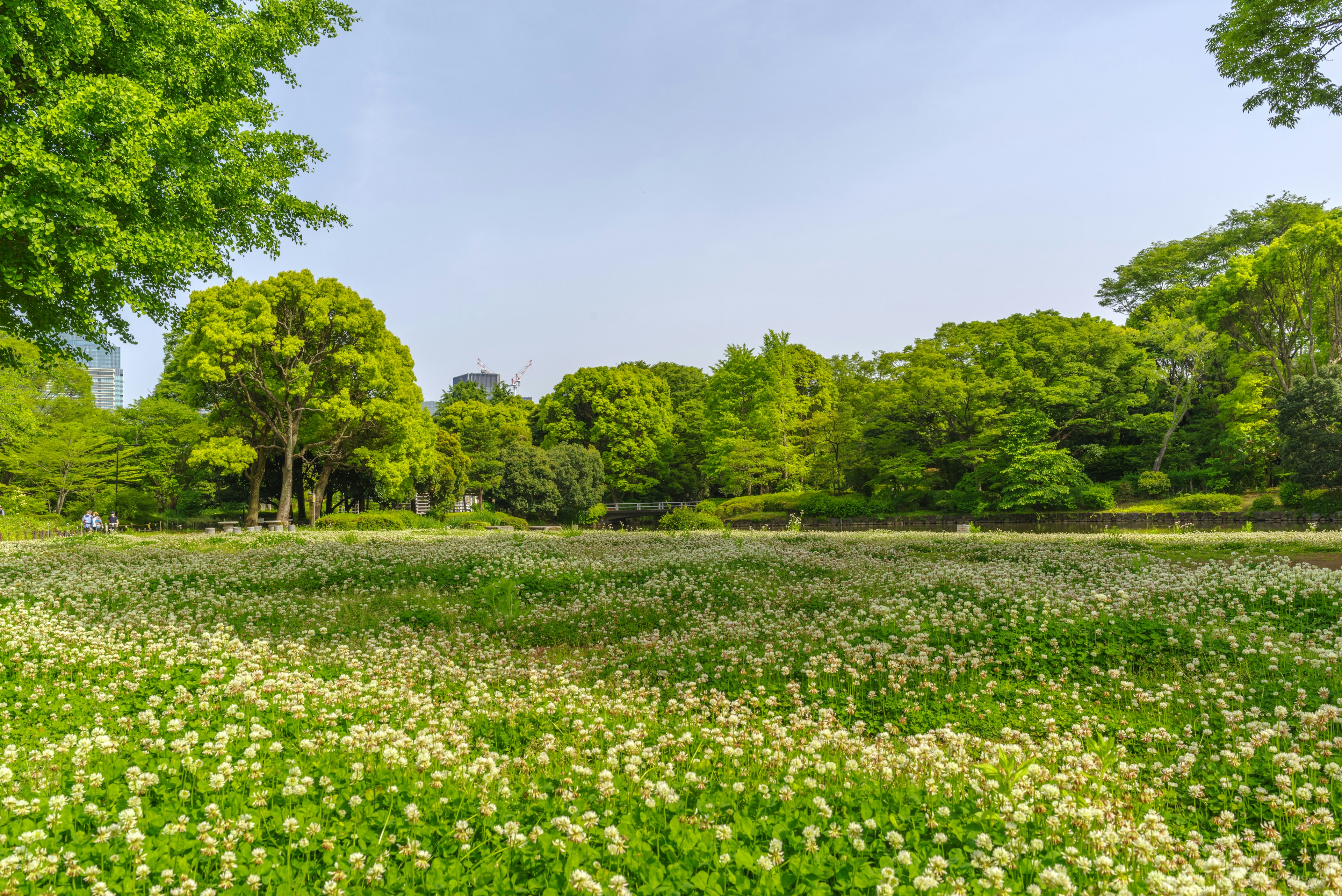 緑の木々に囲まれた白い花が咲く広い草原