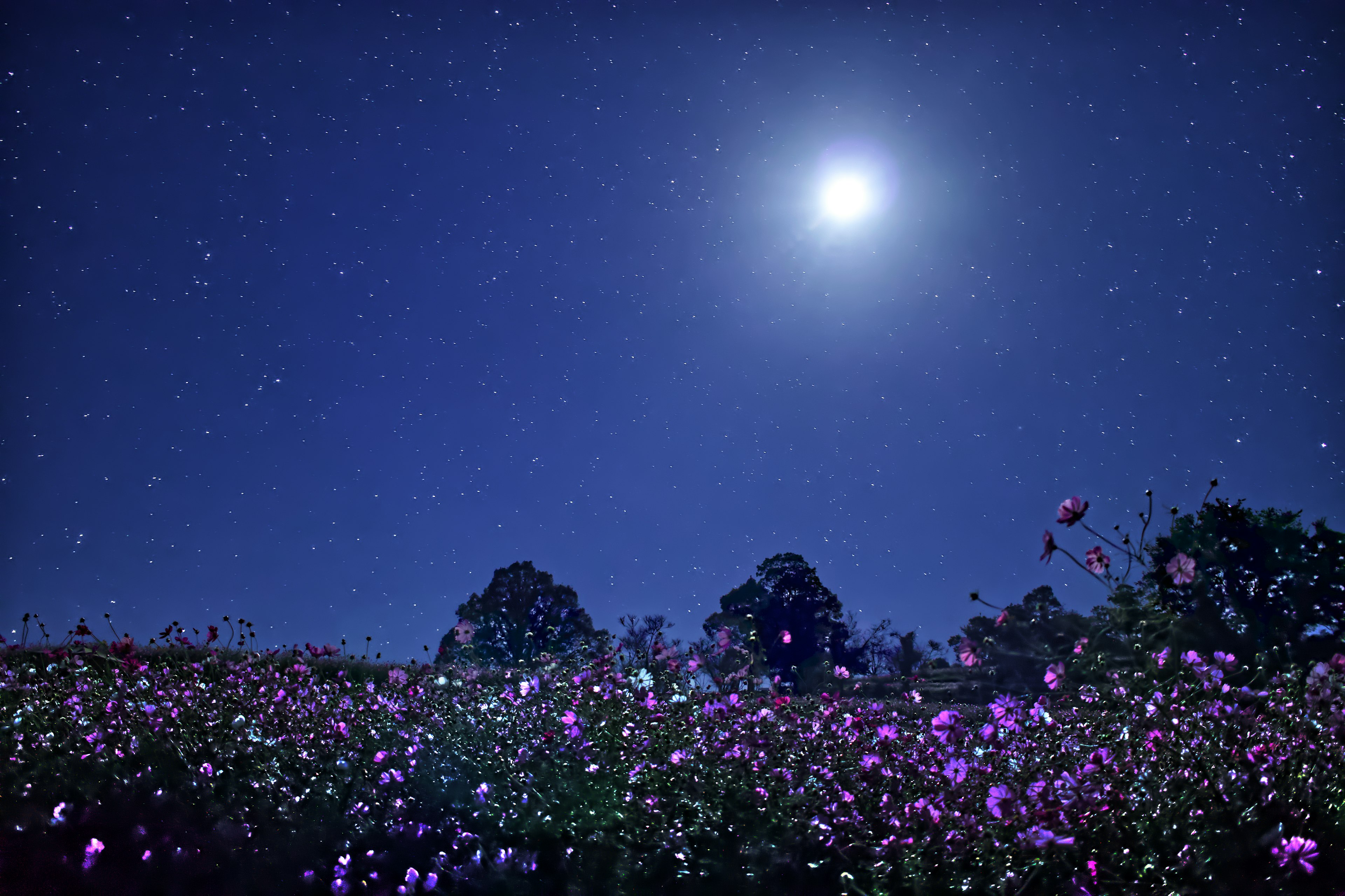 Campo de flores coloridas bajo una luna llena y un cielo estrellado