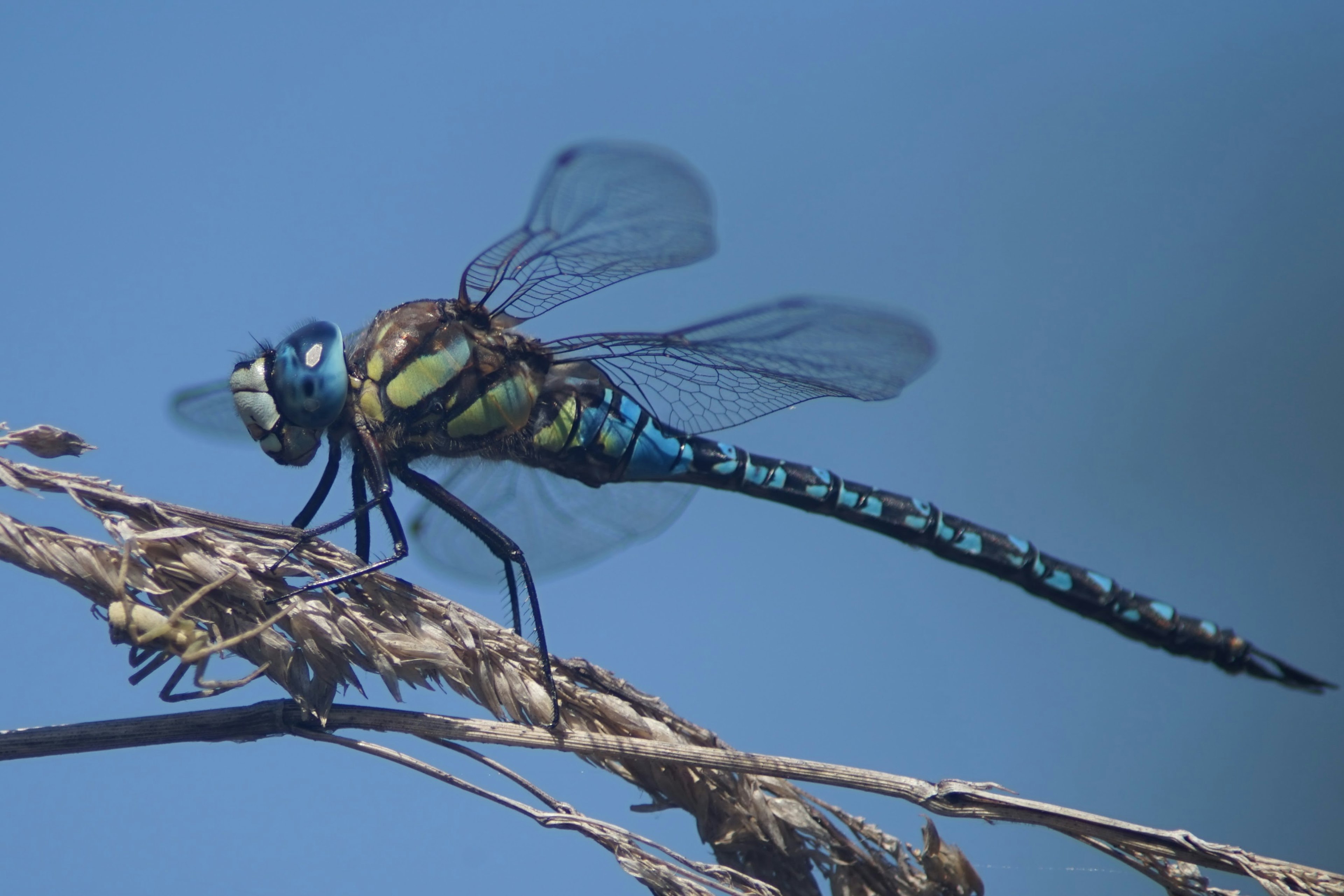 Libellule bleue perchée sur l'herbe avec les ailes déployées