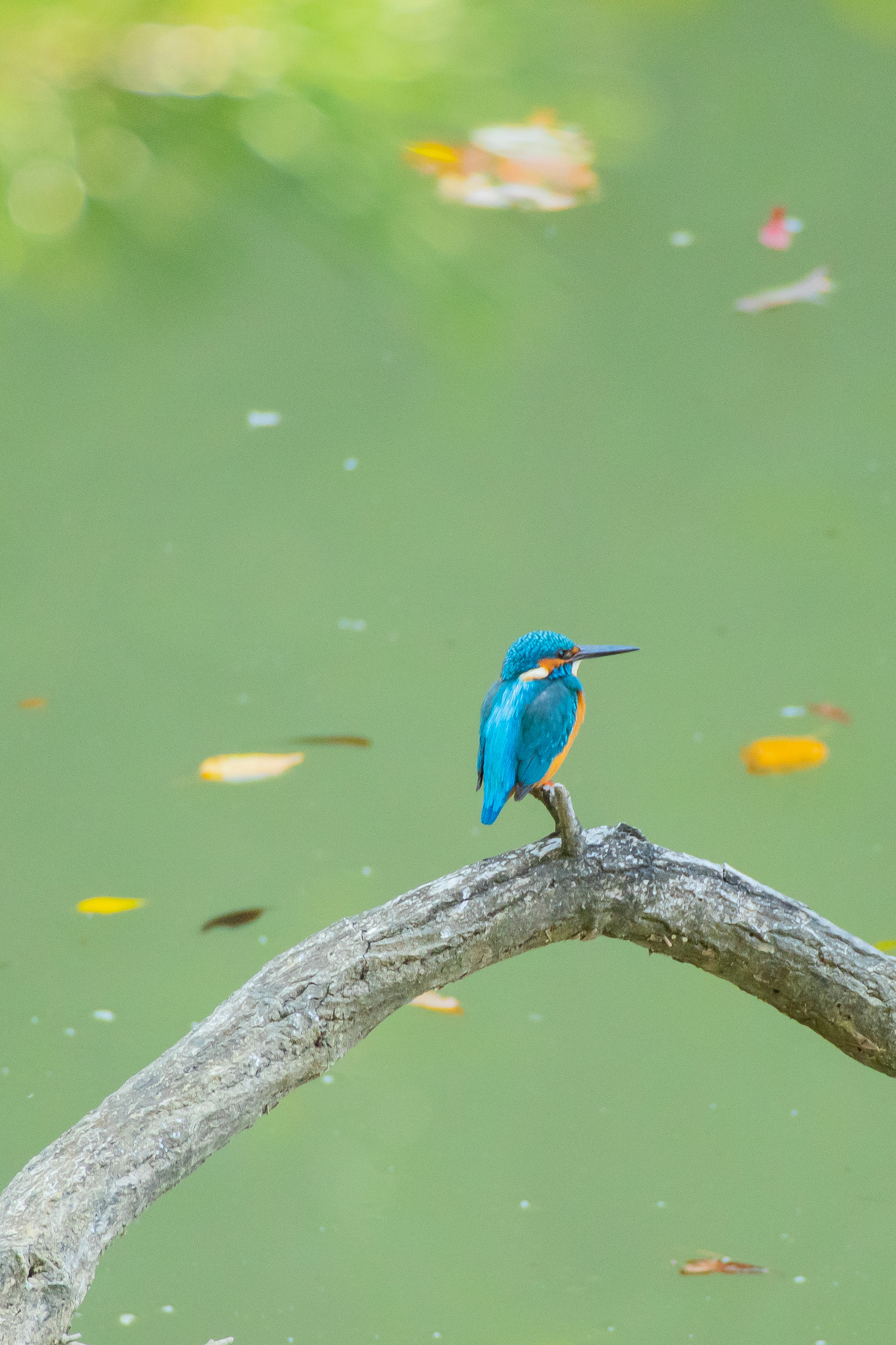 Seekor burung kingfisher berwarna biru bertengger di dahan dengan latar belakang air hijau