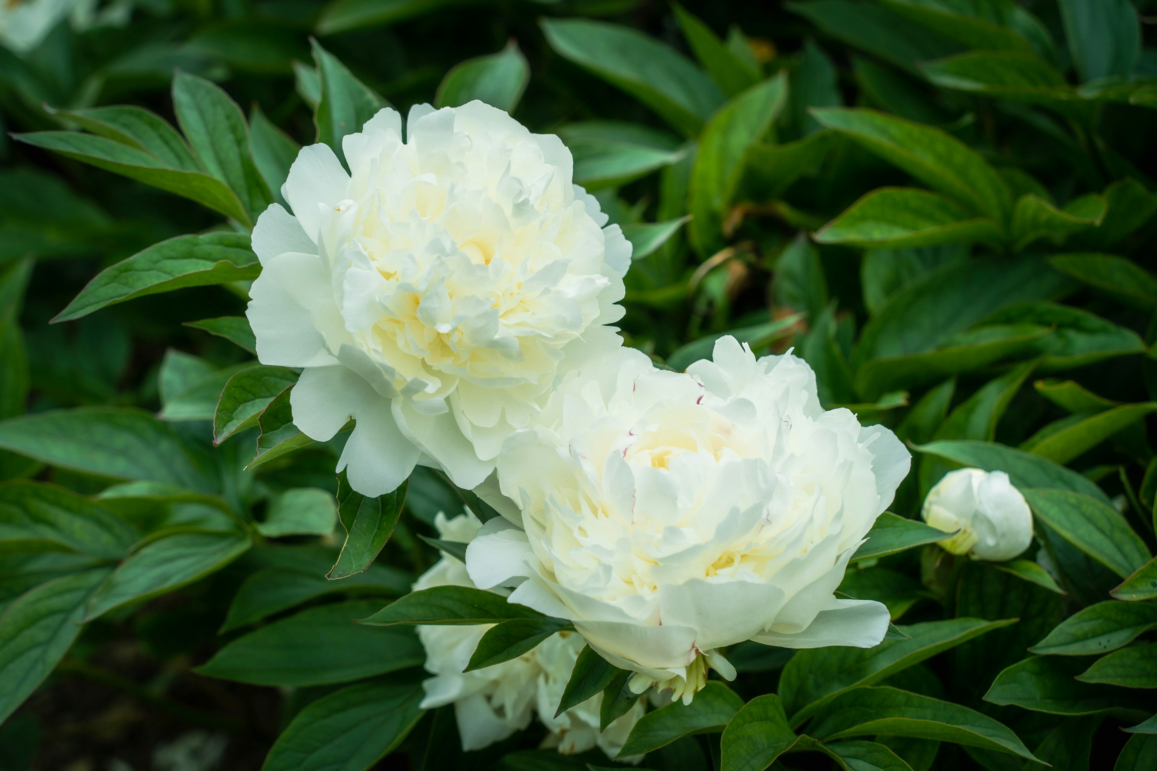 白い芍薬の花が緑の葉の中に咲いている