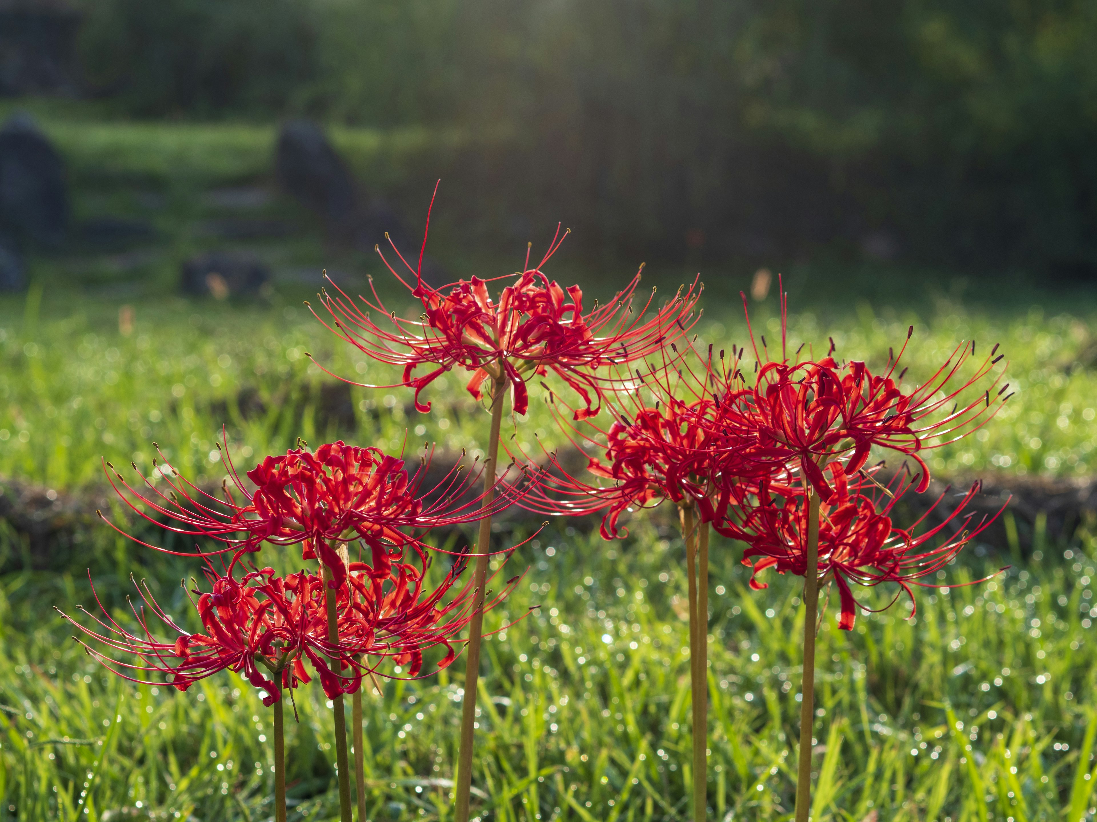 Red spider lilies blooming among green grass