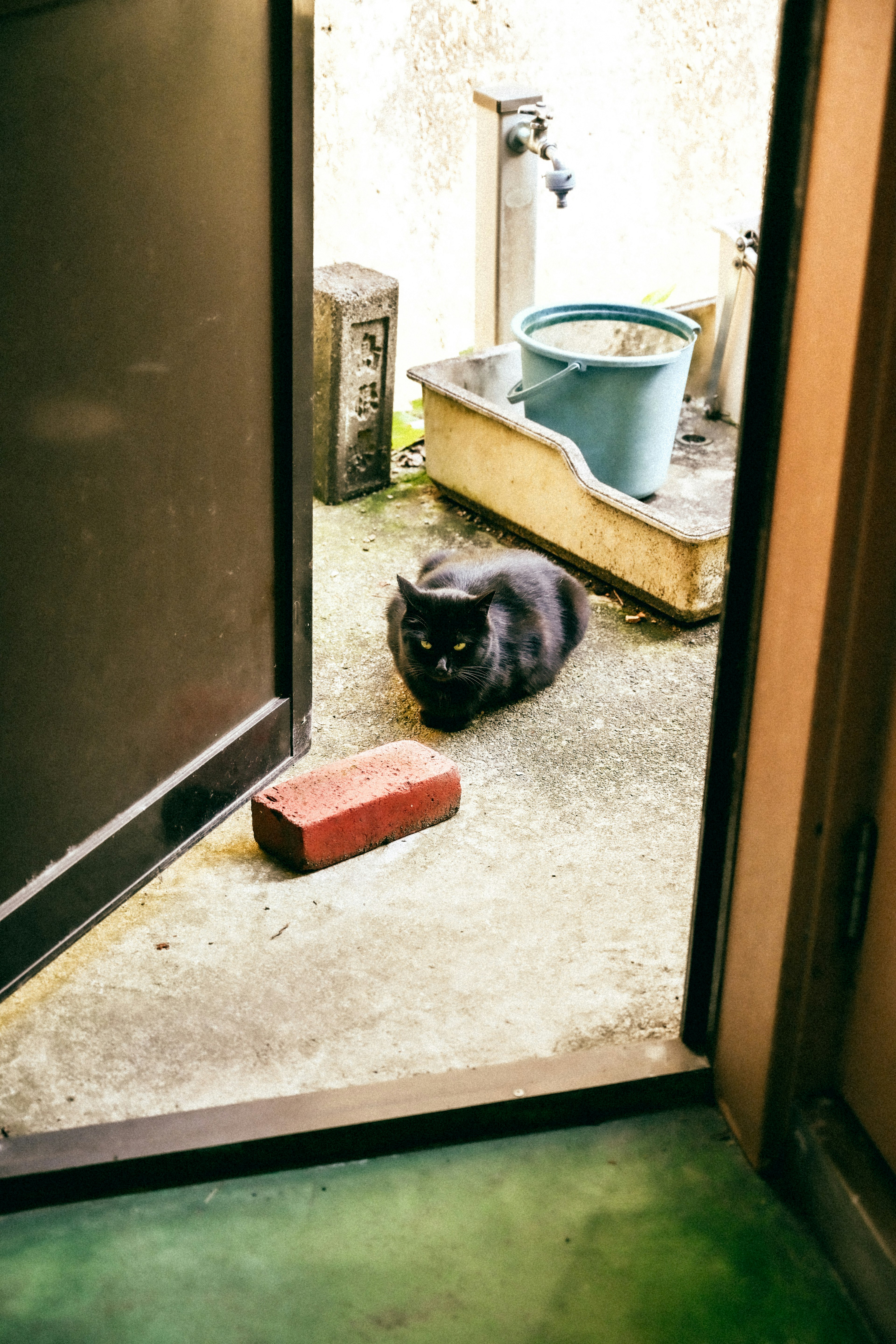 Seekor kucing hitam duduk di depan pintu terbuka