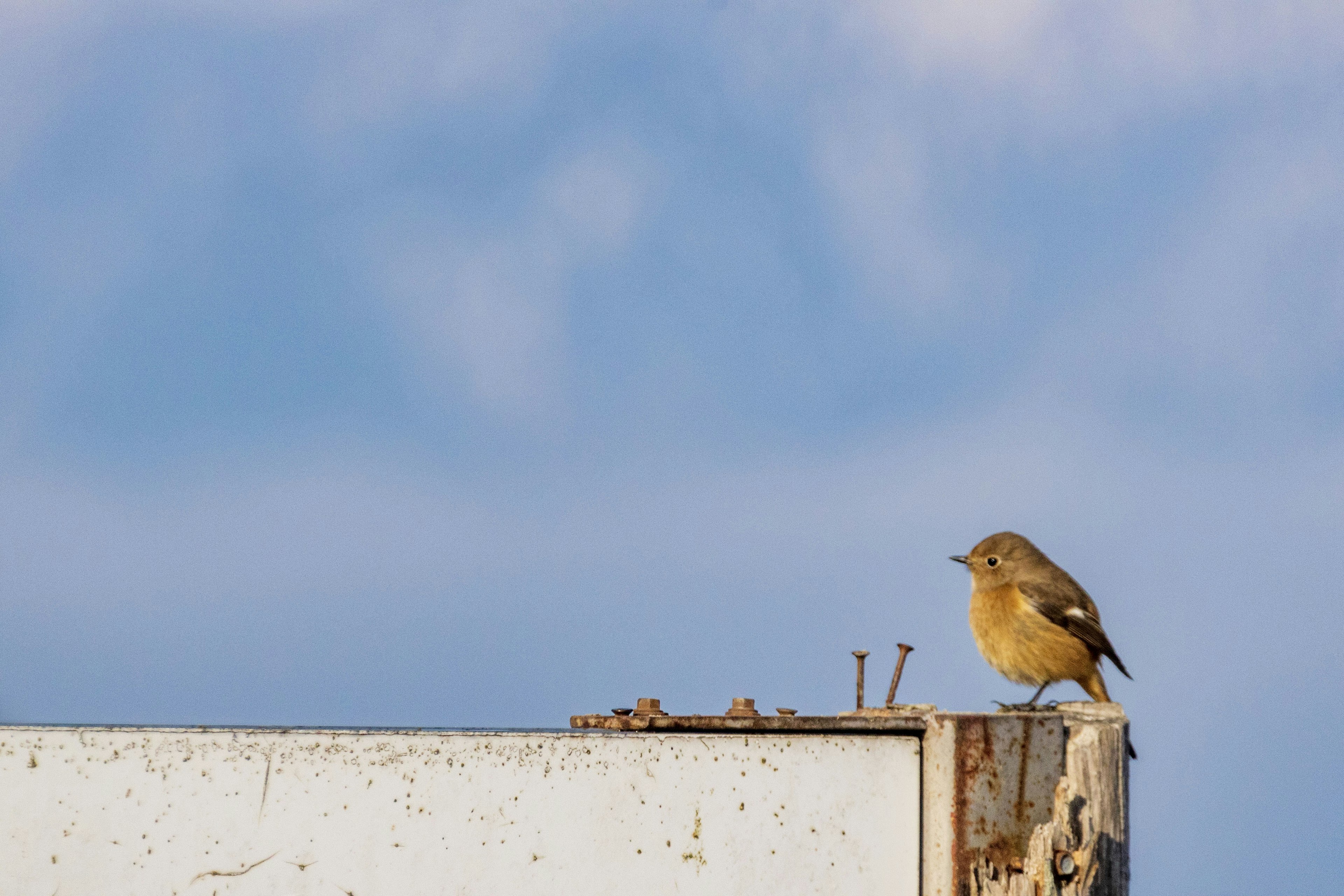 A small yellow bird standing on a white board against a blue sky