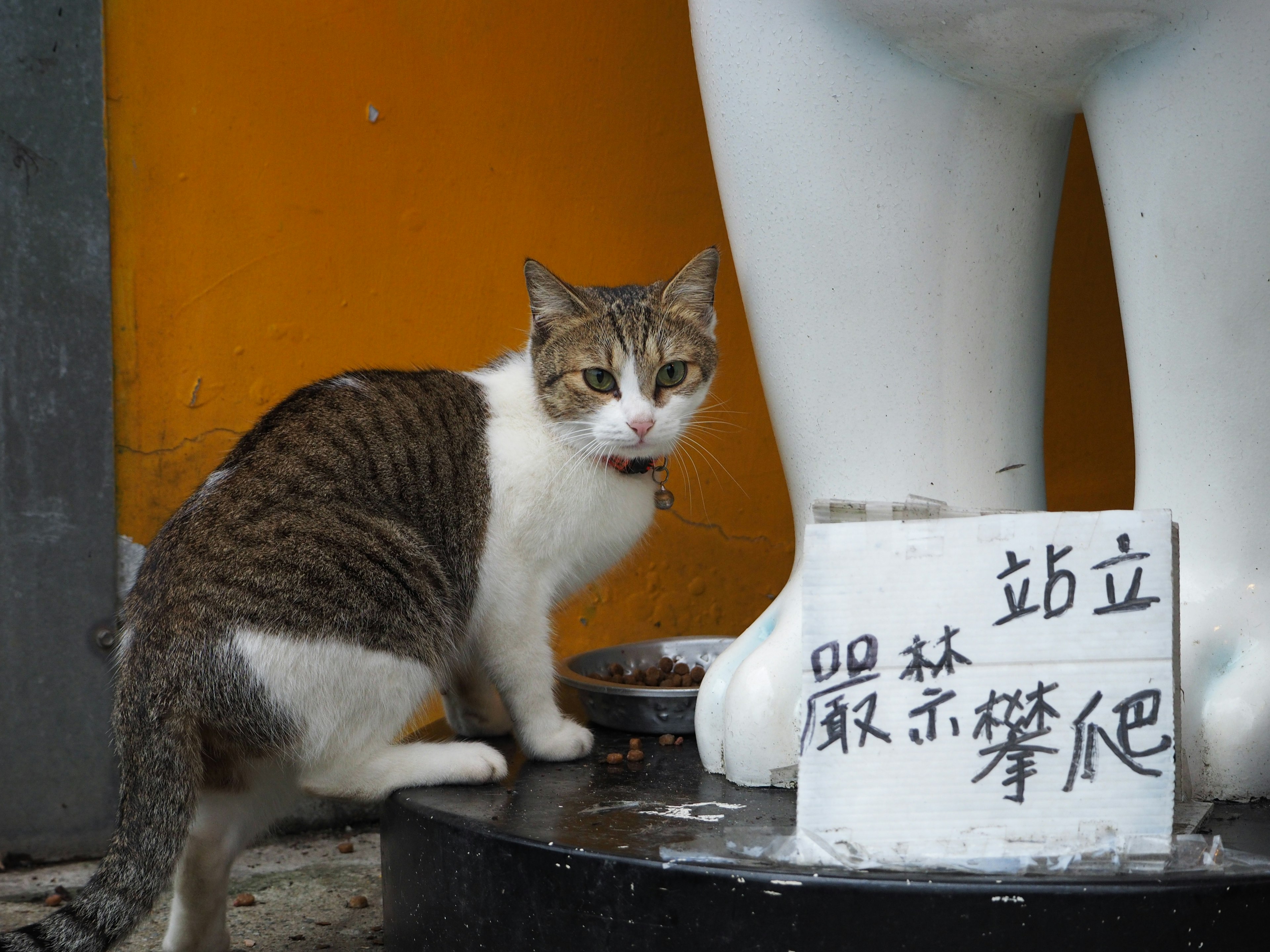 一隻貓坐在白色雕像旁邊，背景為橙色