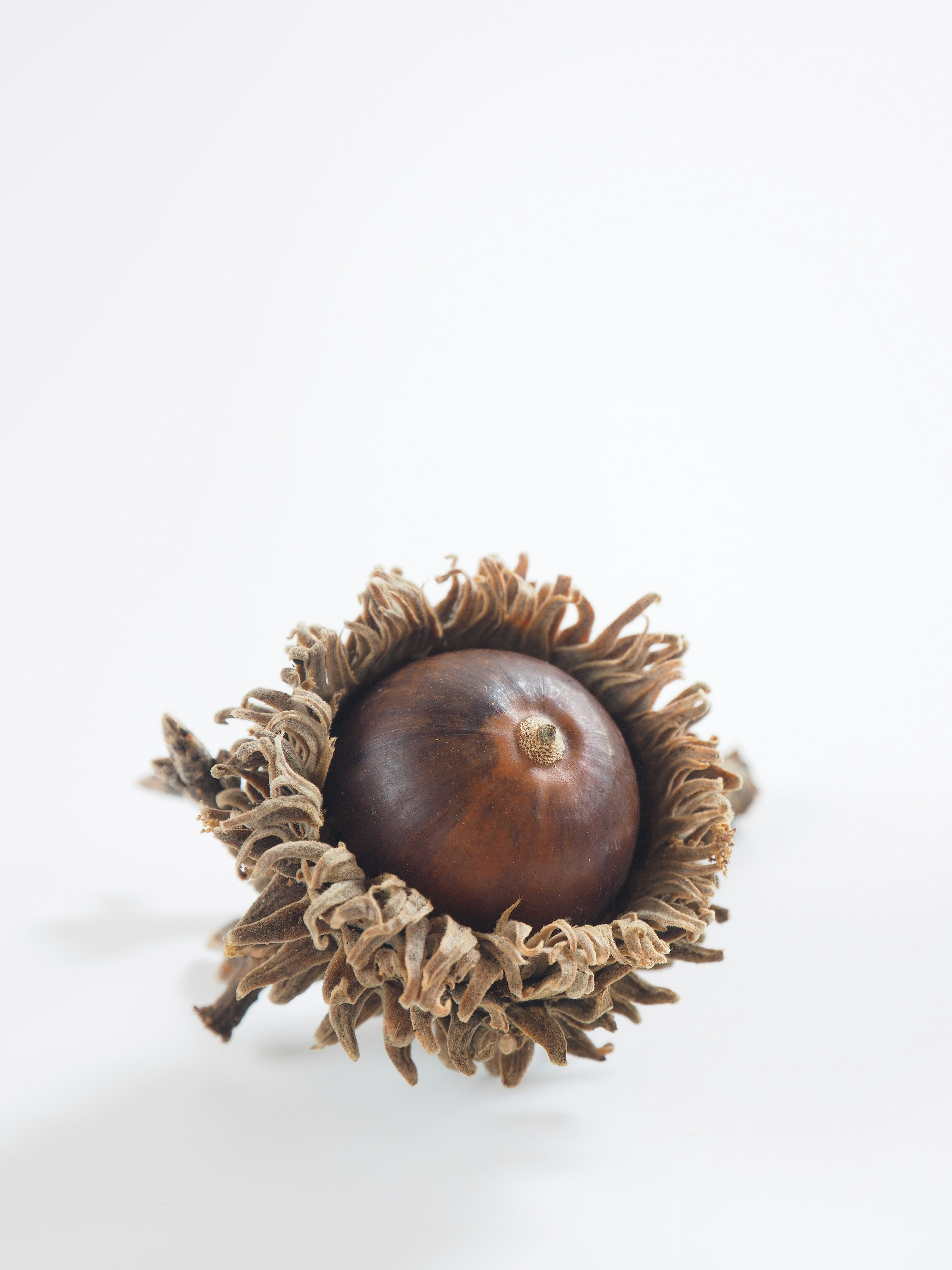 Brown fruit surrounded by a dry, flower-like husk