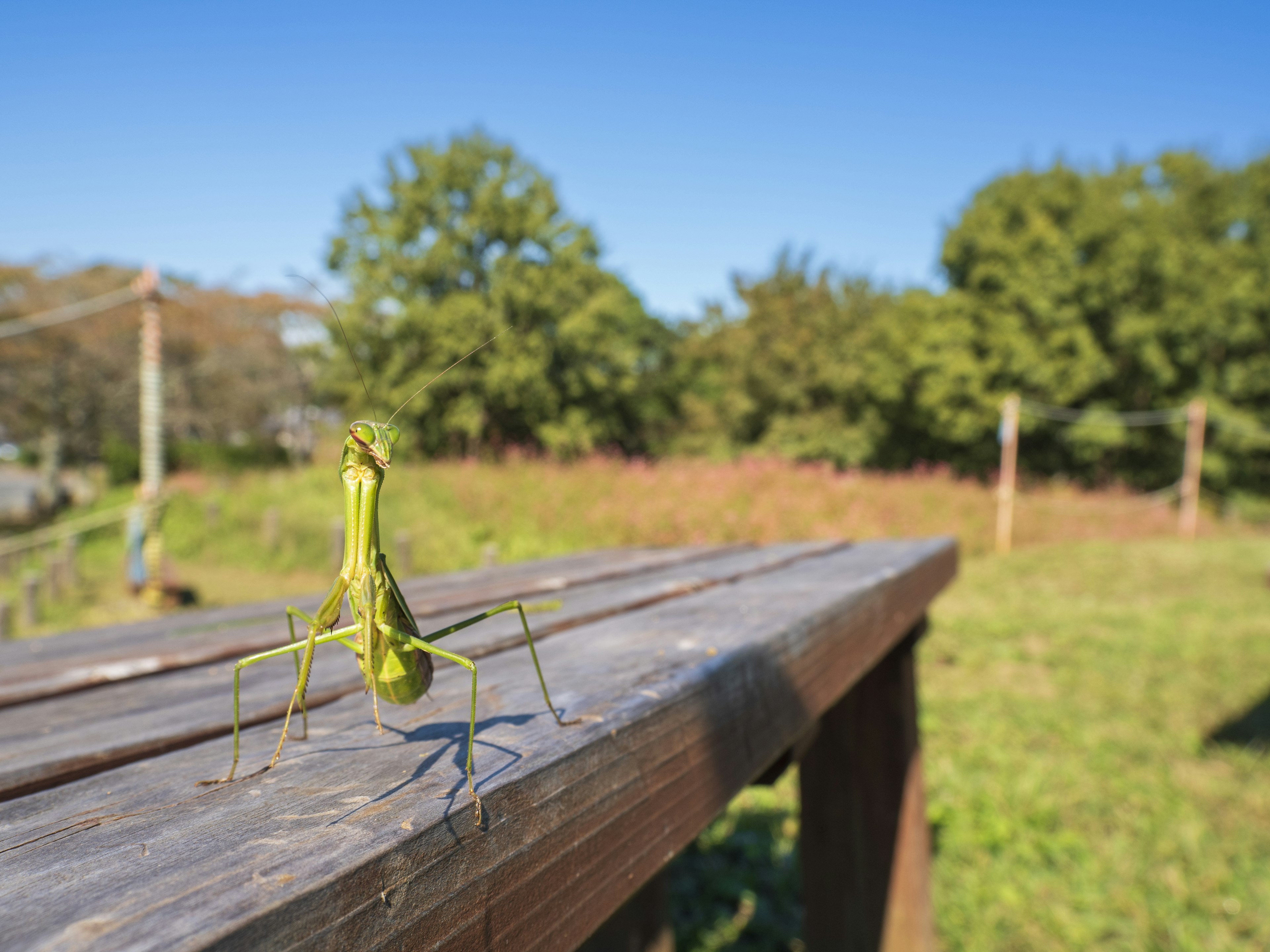 Una mantide verde in piedi su un tavolo di legno con cielo blu e alberi verdi sullo sfondo