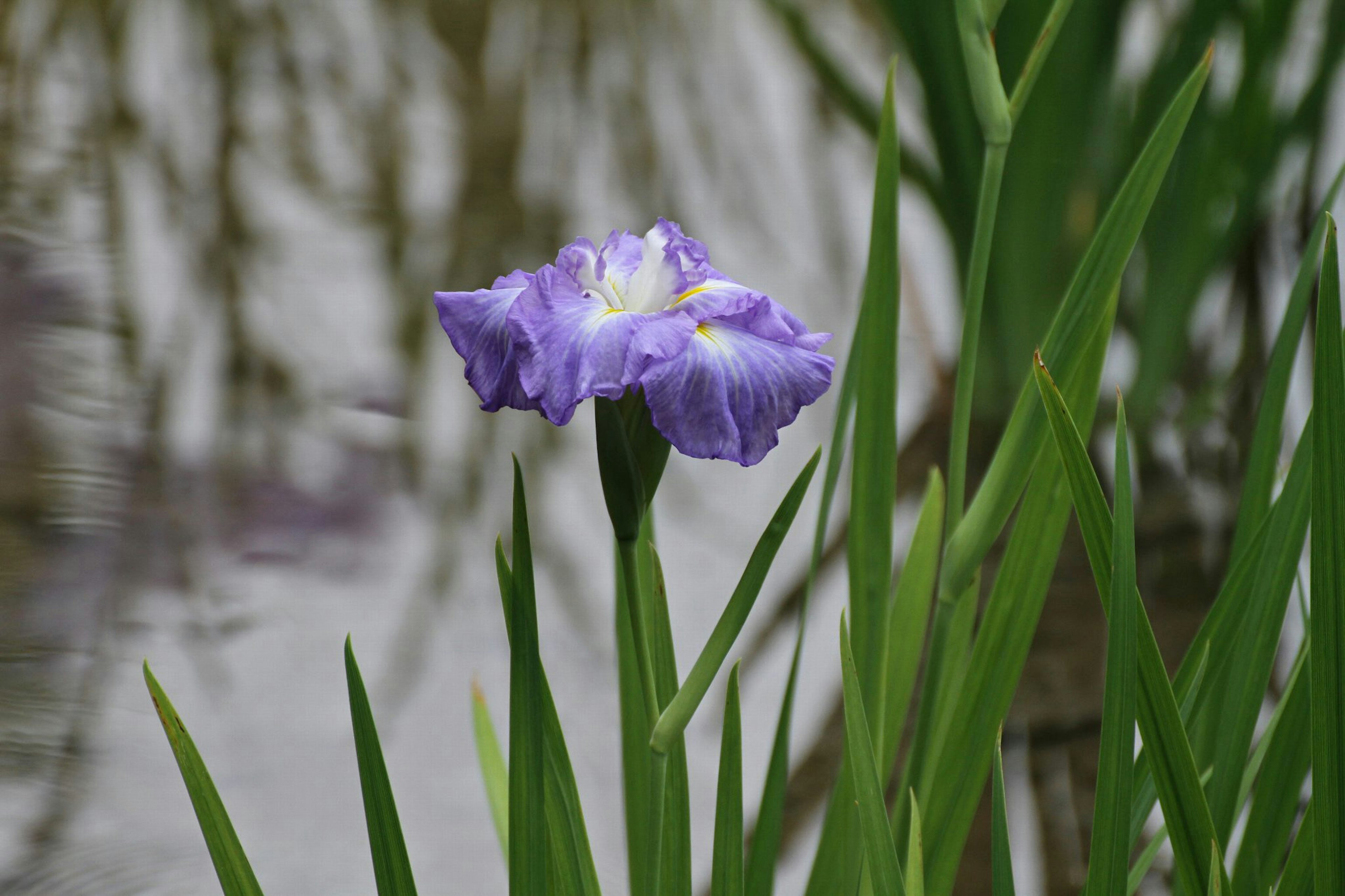 Flor morada floreciendo junto al agua con hojas verdes