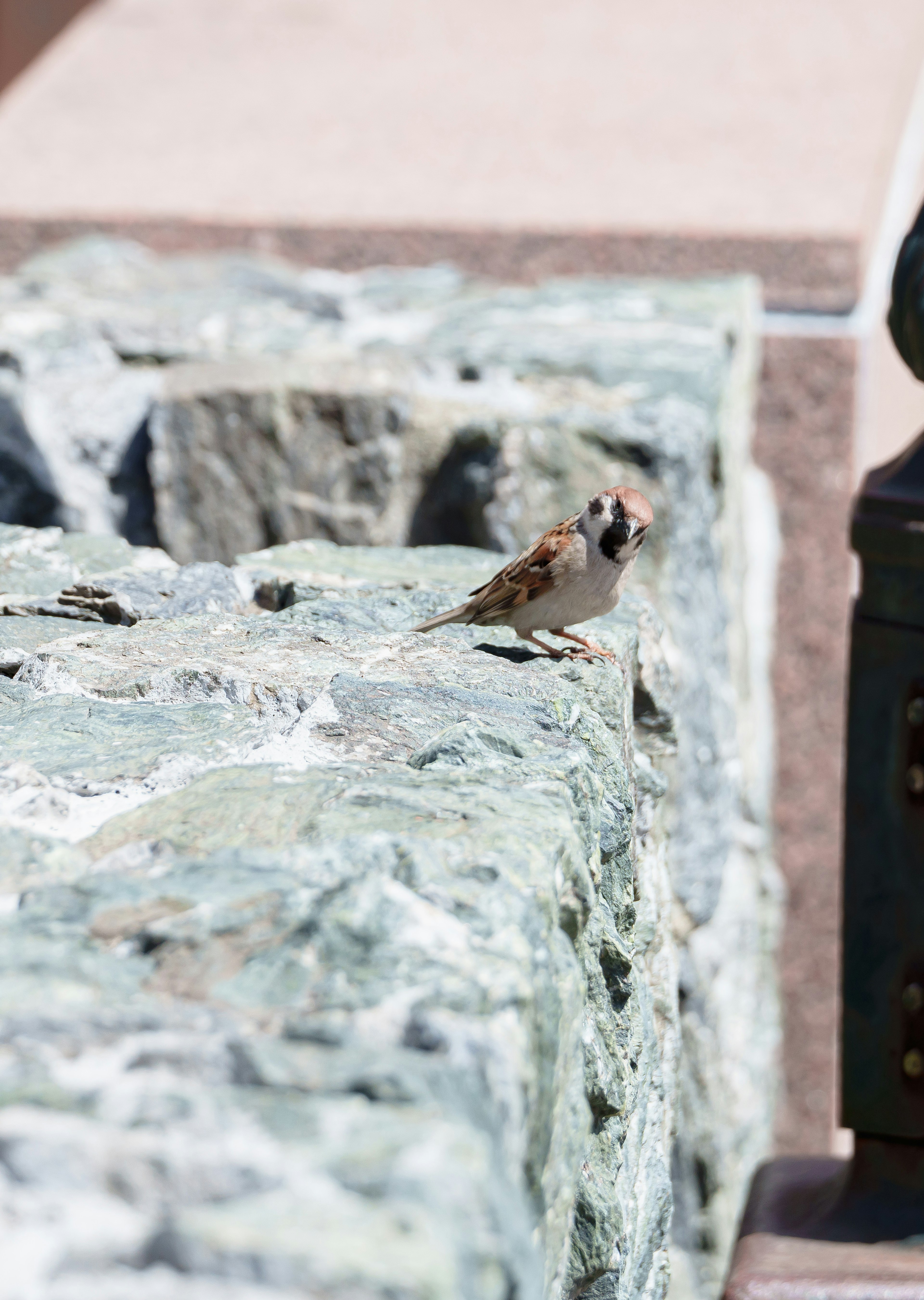 Ein kleiner Spatz sitzt auf einer Steinmauer