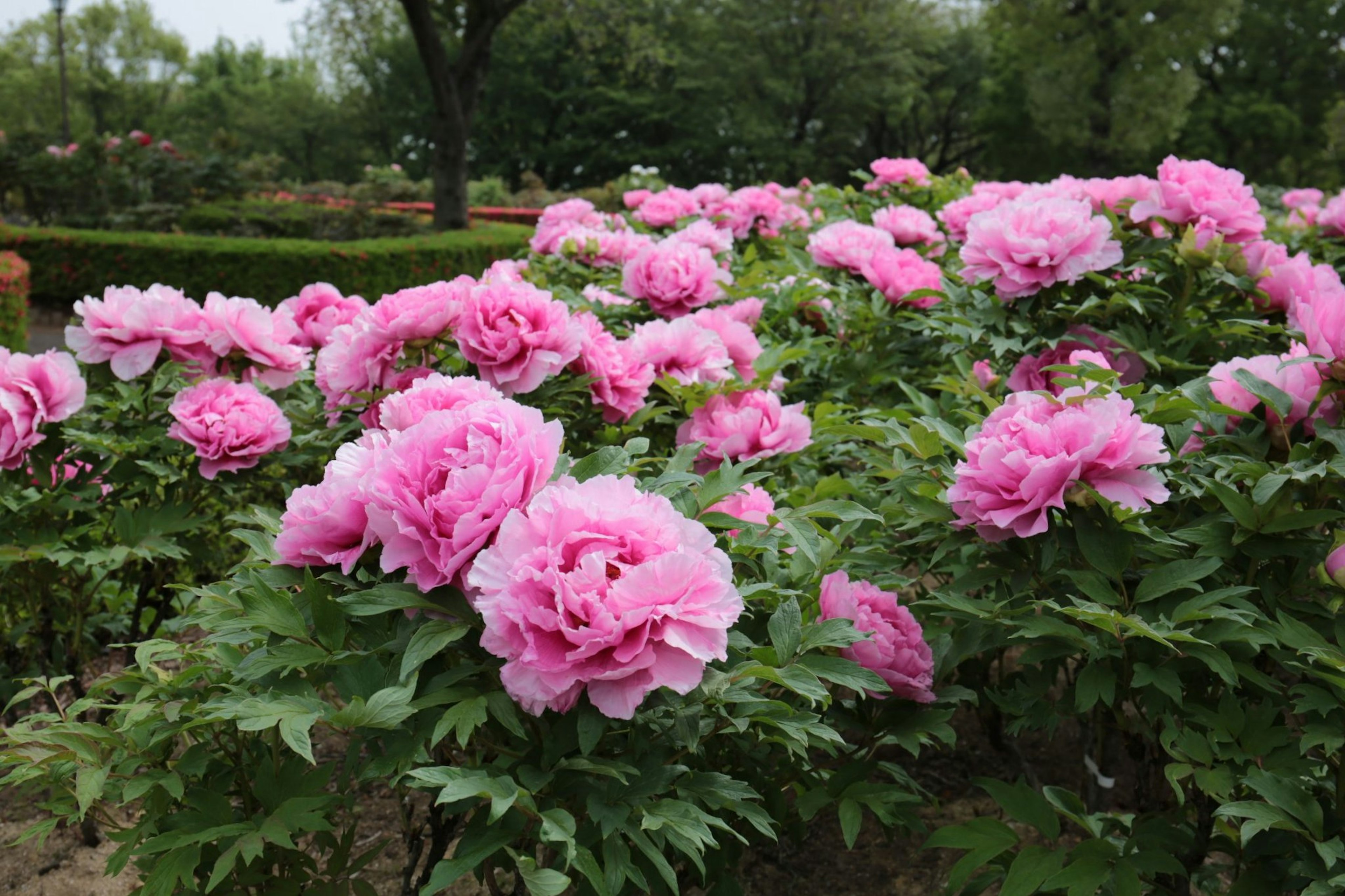 Sebuah taman yang dipenuhi bunga peony merah muda yang mekar