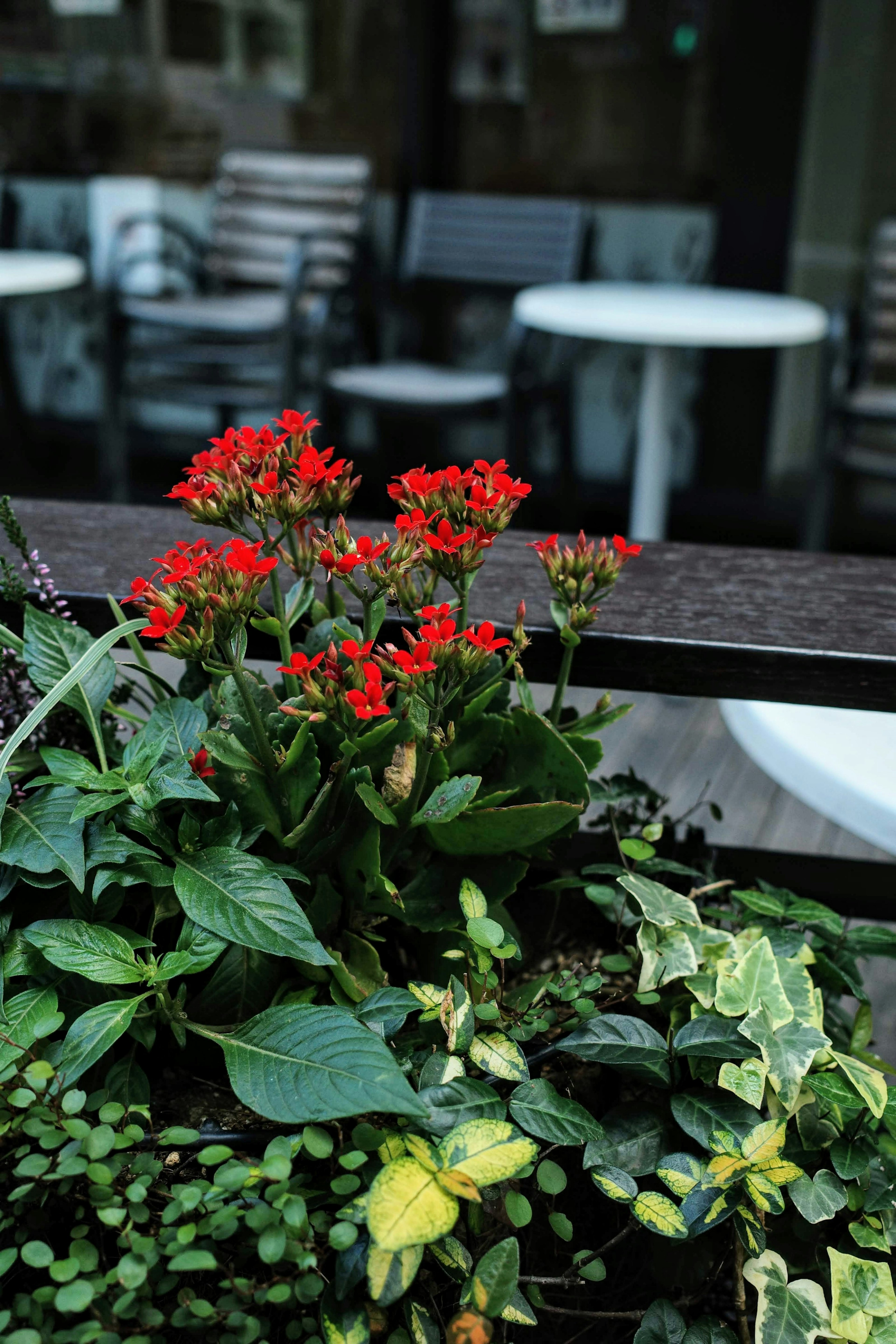 Escena de café con flores rojas y plantas verdes