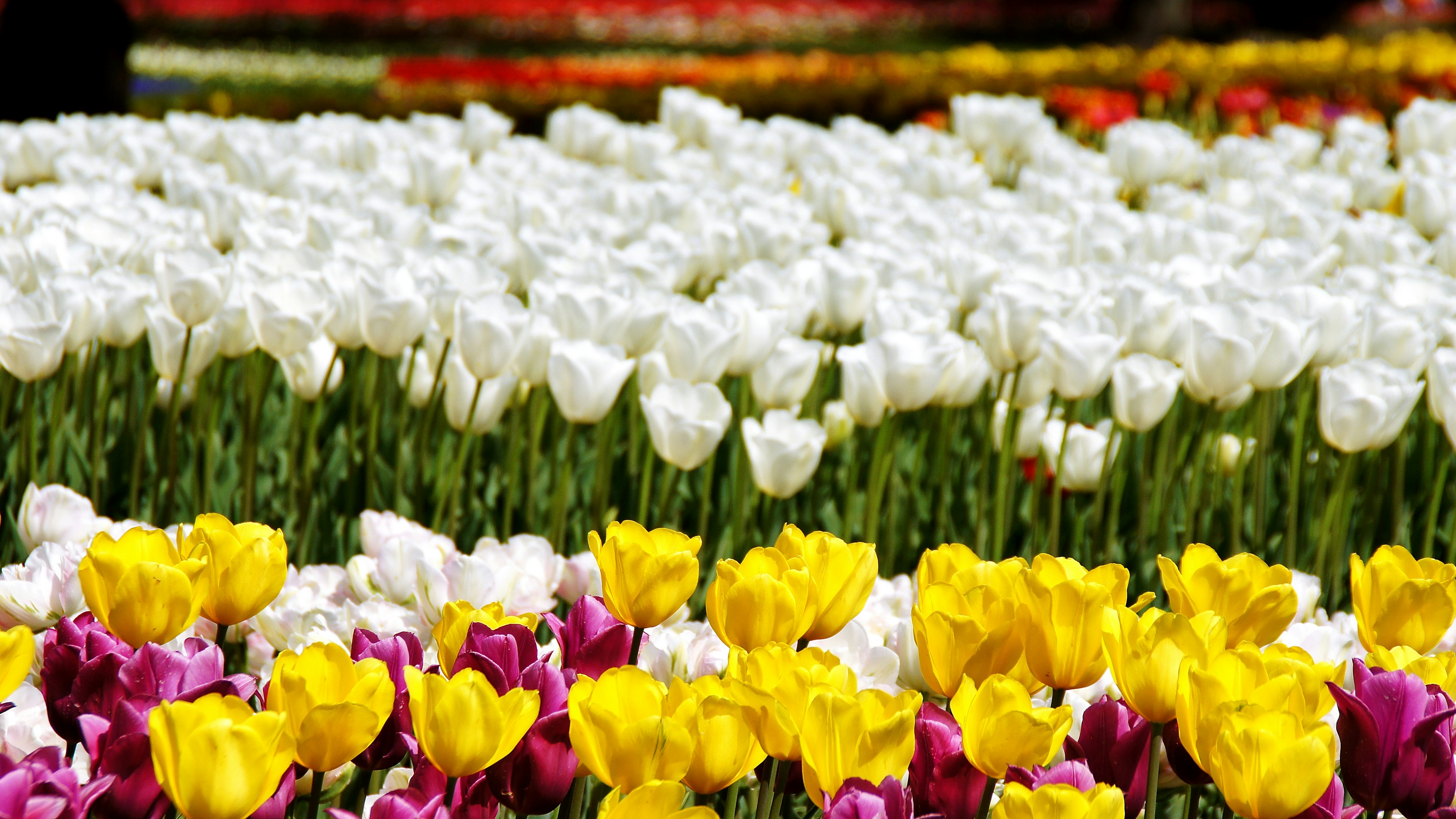 Bunte Tulpen blühen in einem lebhaften Blumenfeld