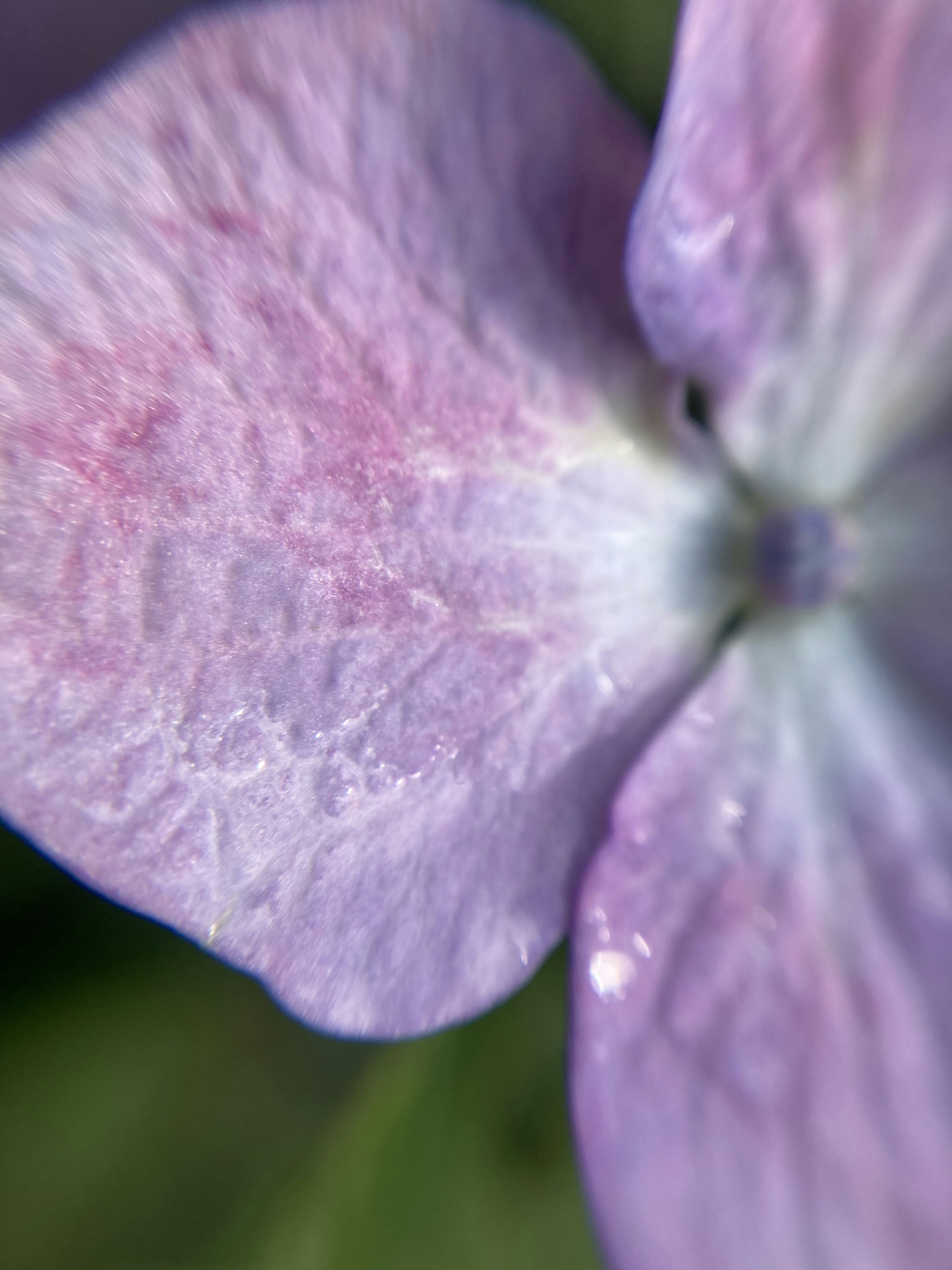 Close-up dari petal bunga ungu yang menunjukkan tekstur halus dan variasi warna