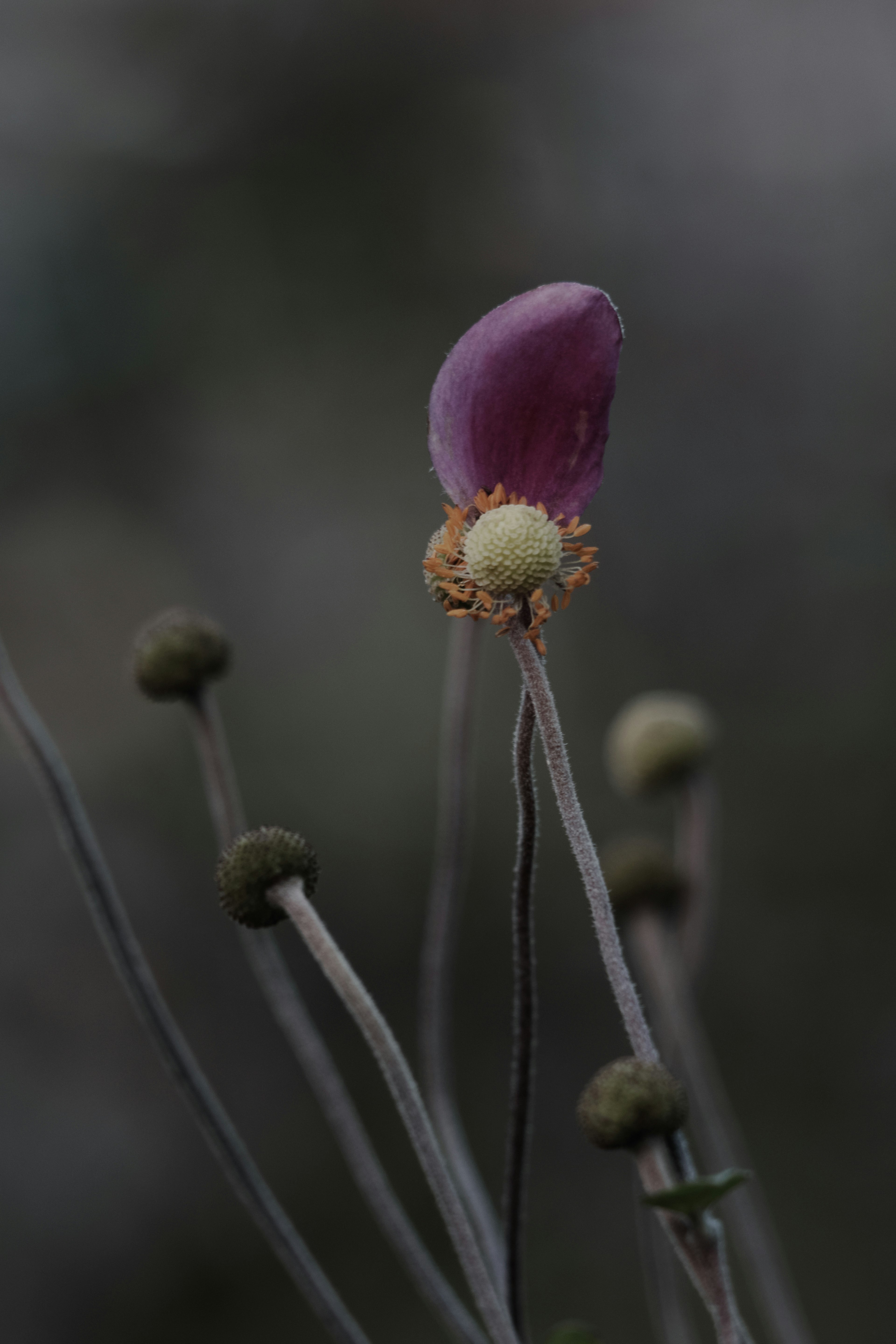 Planta con tallos alargados que presenta una flor morada y un fondo borroso