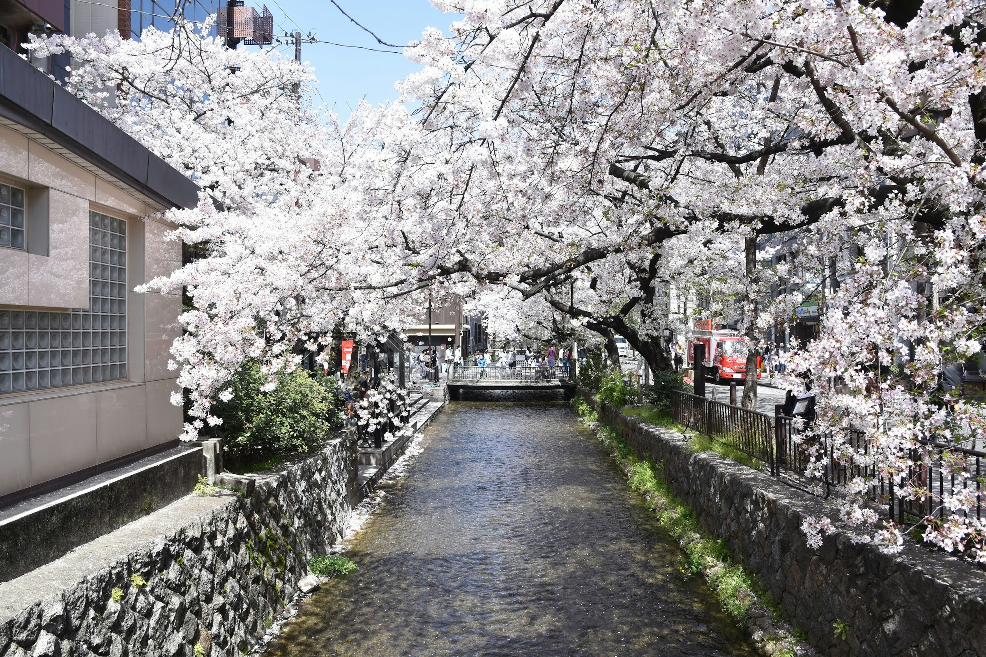 Serene canal lined with blooming cherry blossom trees