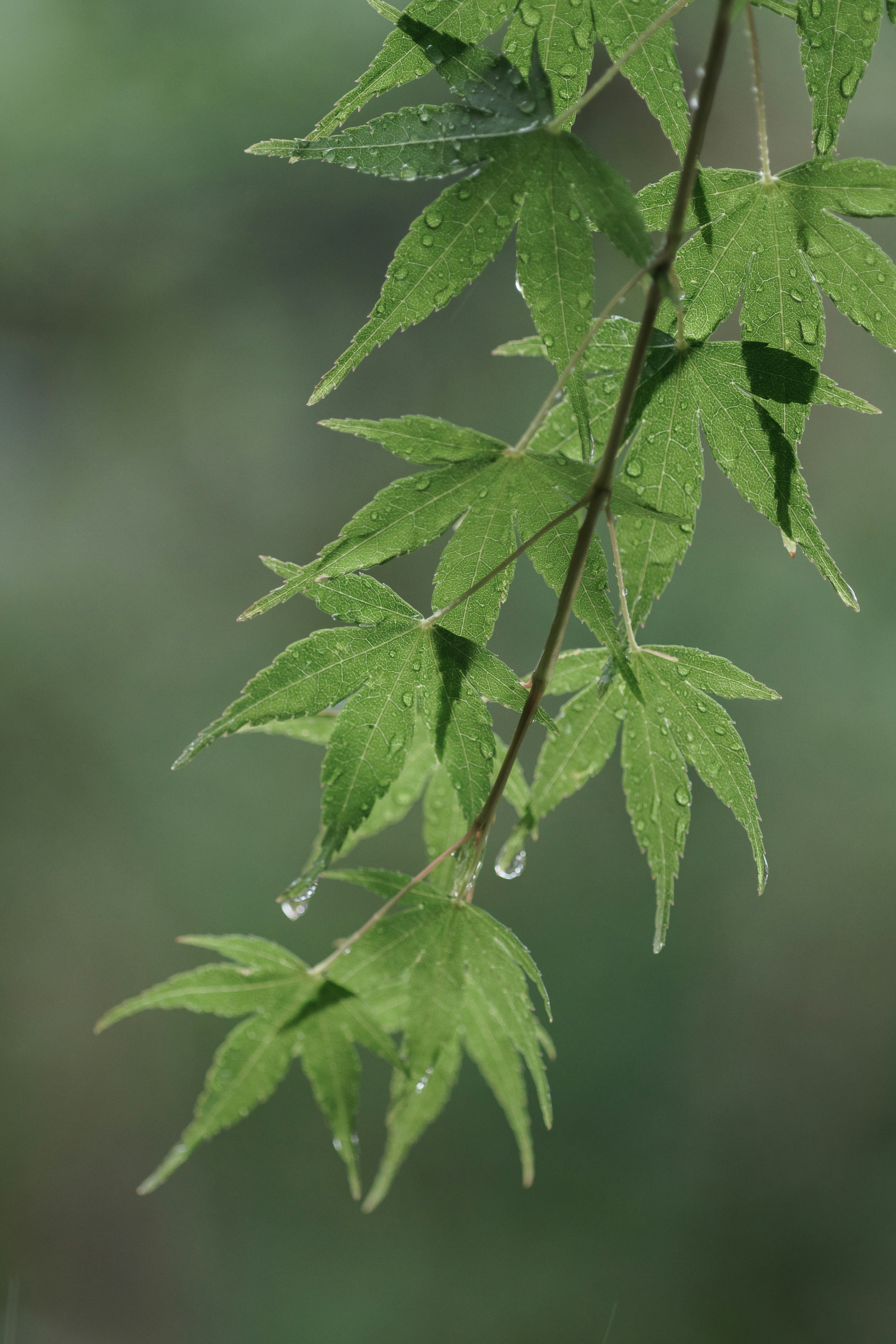 Green maple leaves hanging from a branch with raindrops