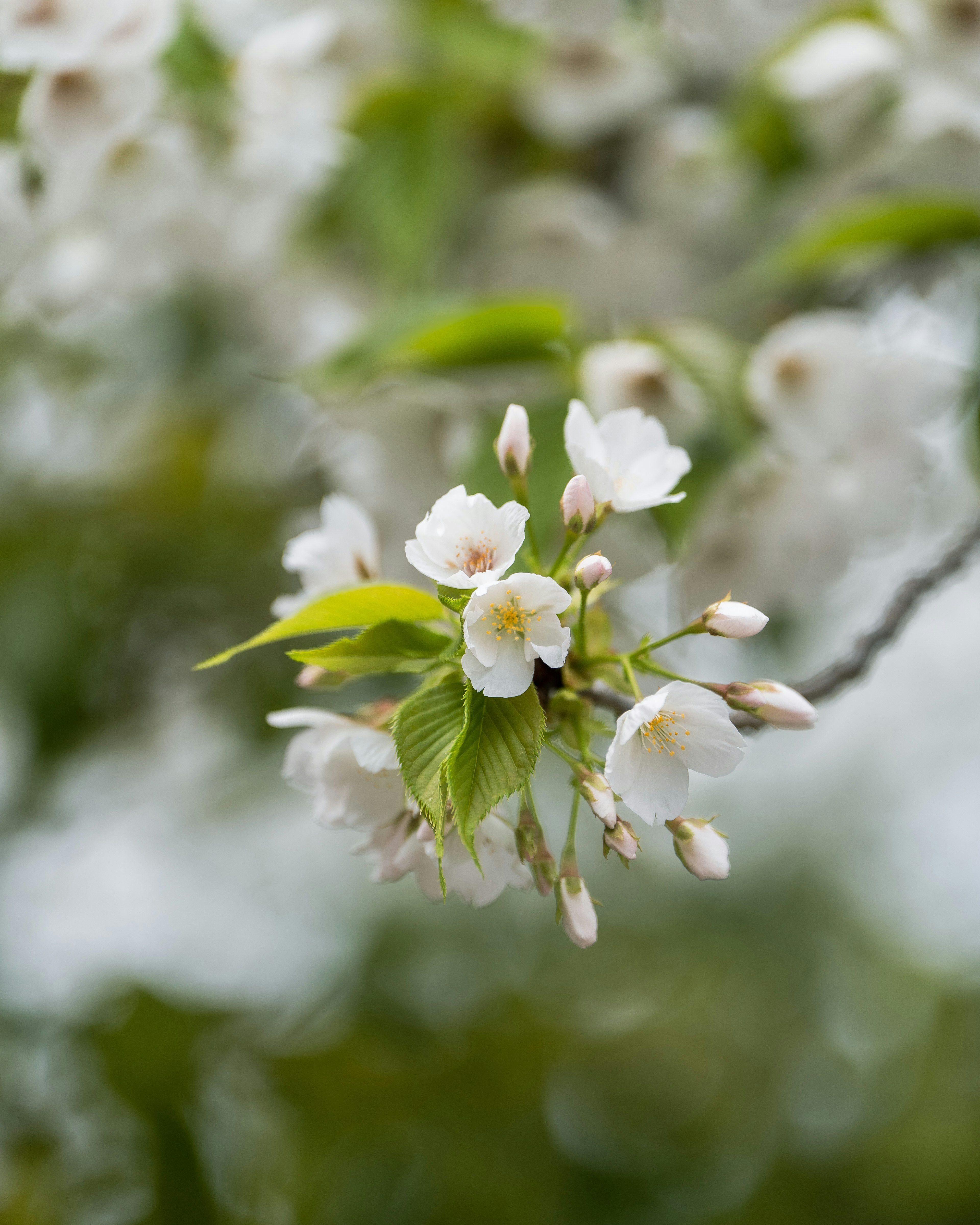 Primer plano de flores de cerezo y nuevas hojas verdes