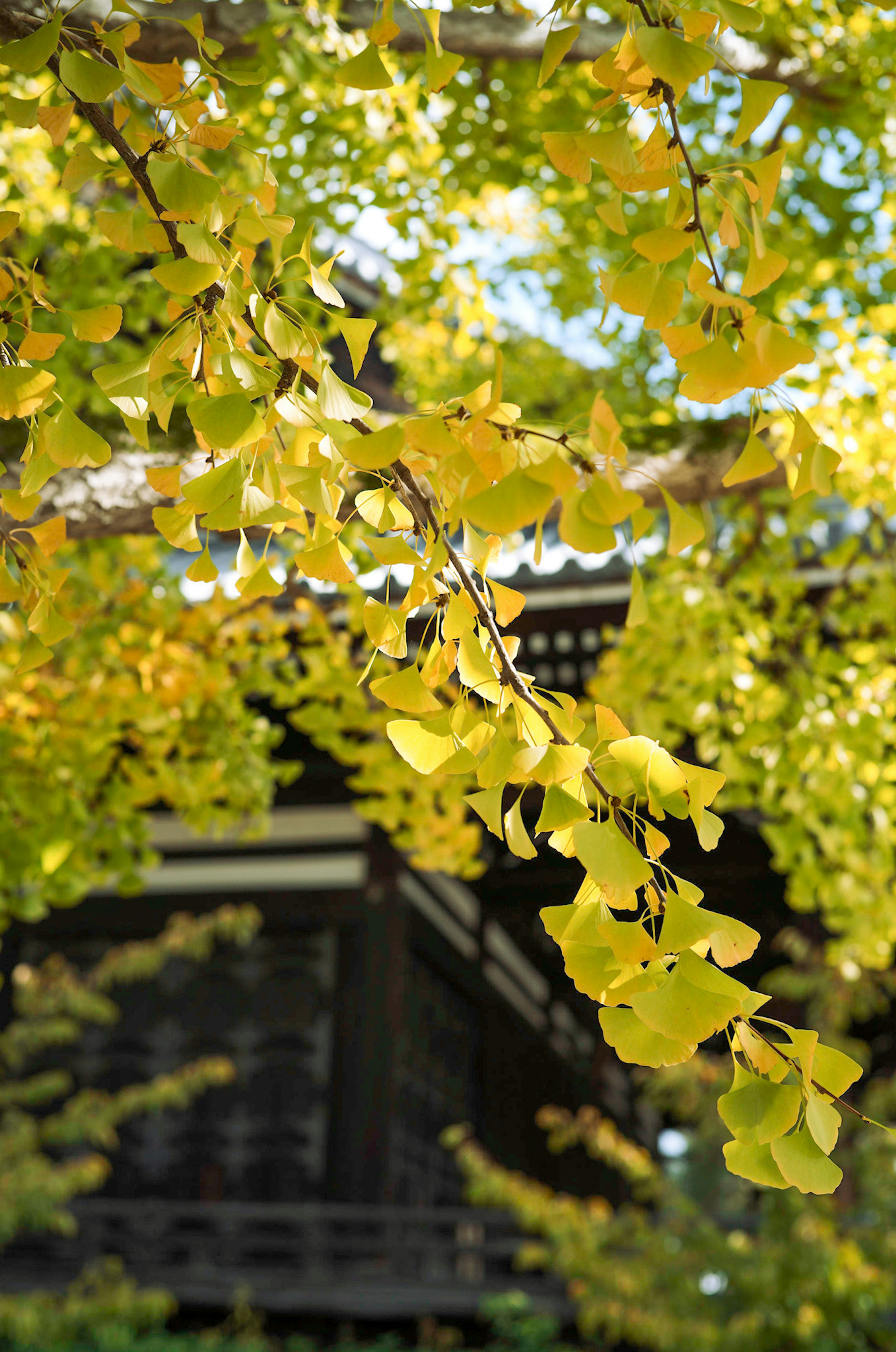 黄色いイチョウの葉が背景の建物に向かって垂れ下がっている風景